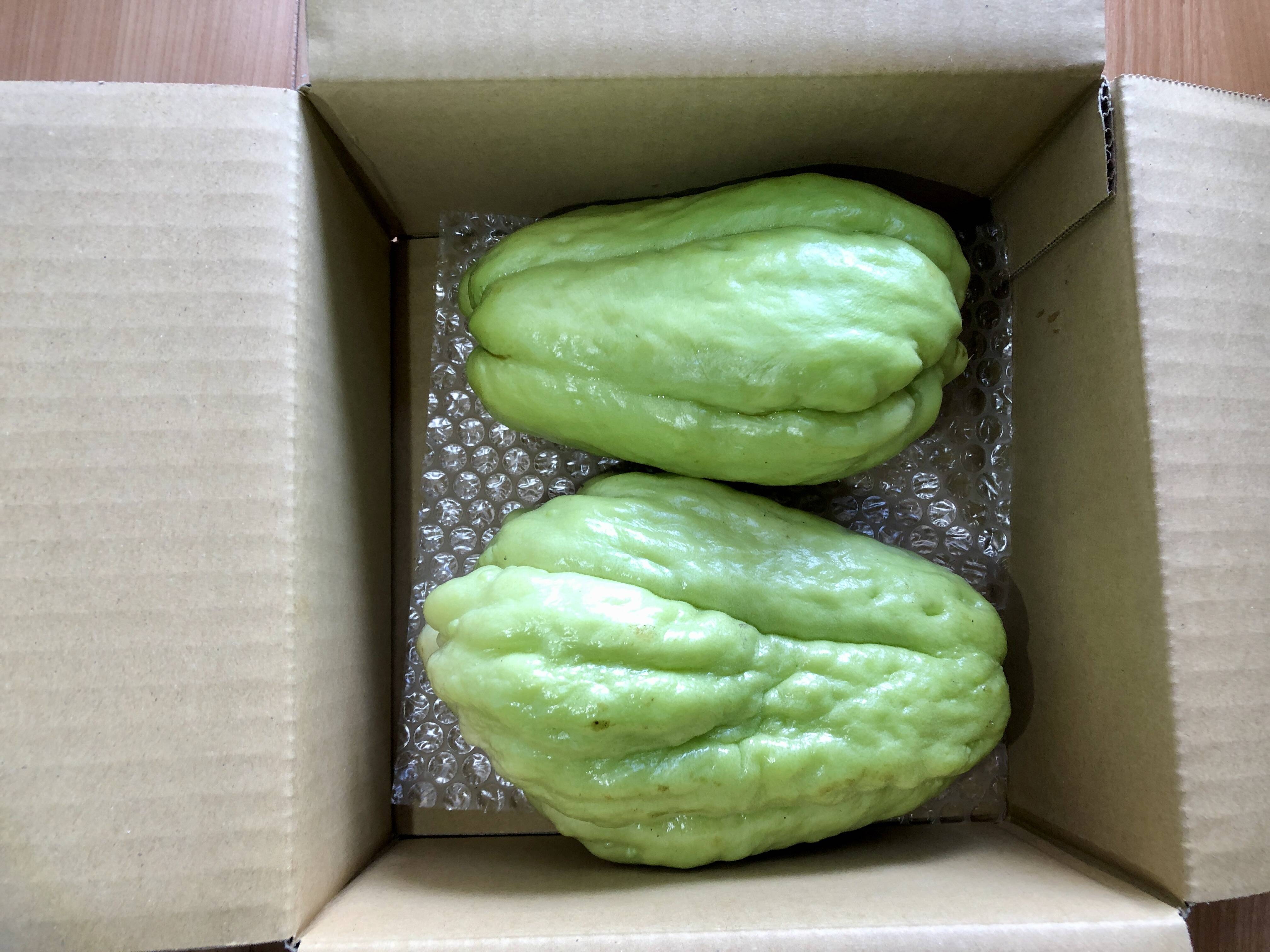 熊本県阿蘇郡西原村産 ハヤトウリ(緑種)（２〜５個入り 約1、5kg）農薬