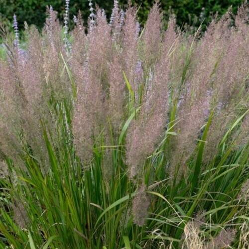 892801d96e13254f1b20ea76572182