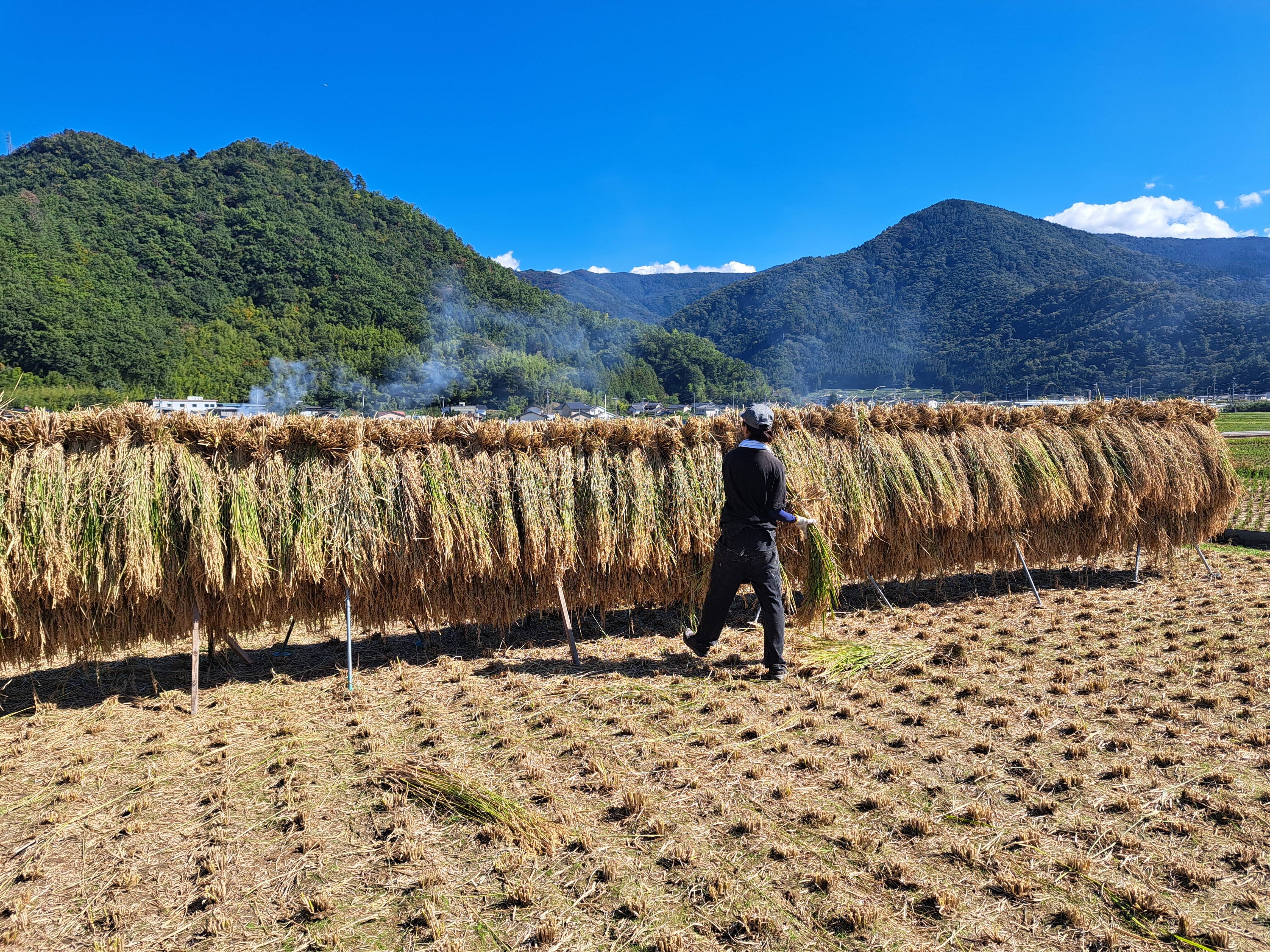 ☆新米☆ 令和7年産 信州千曲産 「里田のはぜかけ米」（化学肥料・農薬