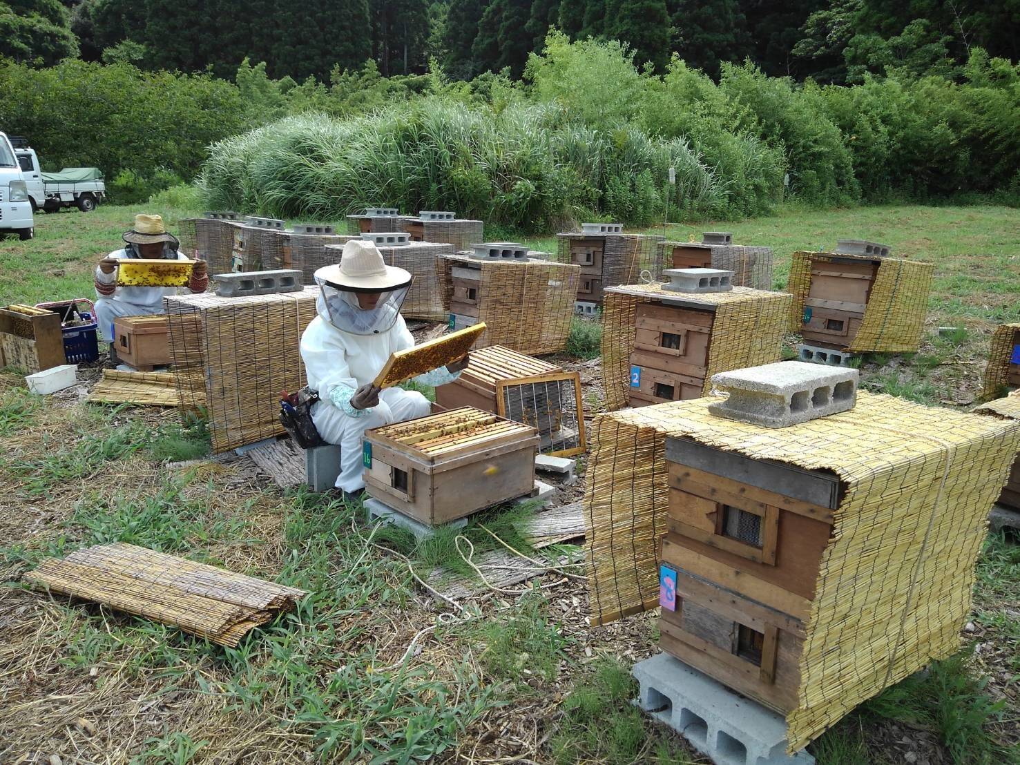 ハチミツさんへのレビュー・商品：千葉県｜食べチョク｜産地直送(産直