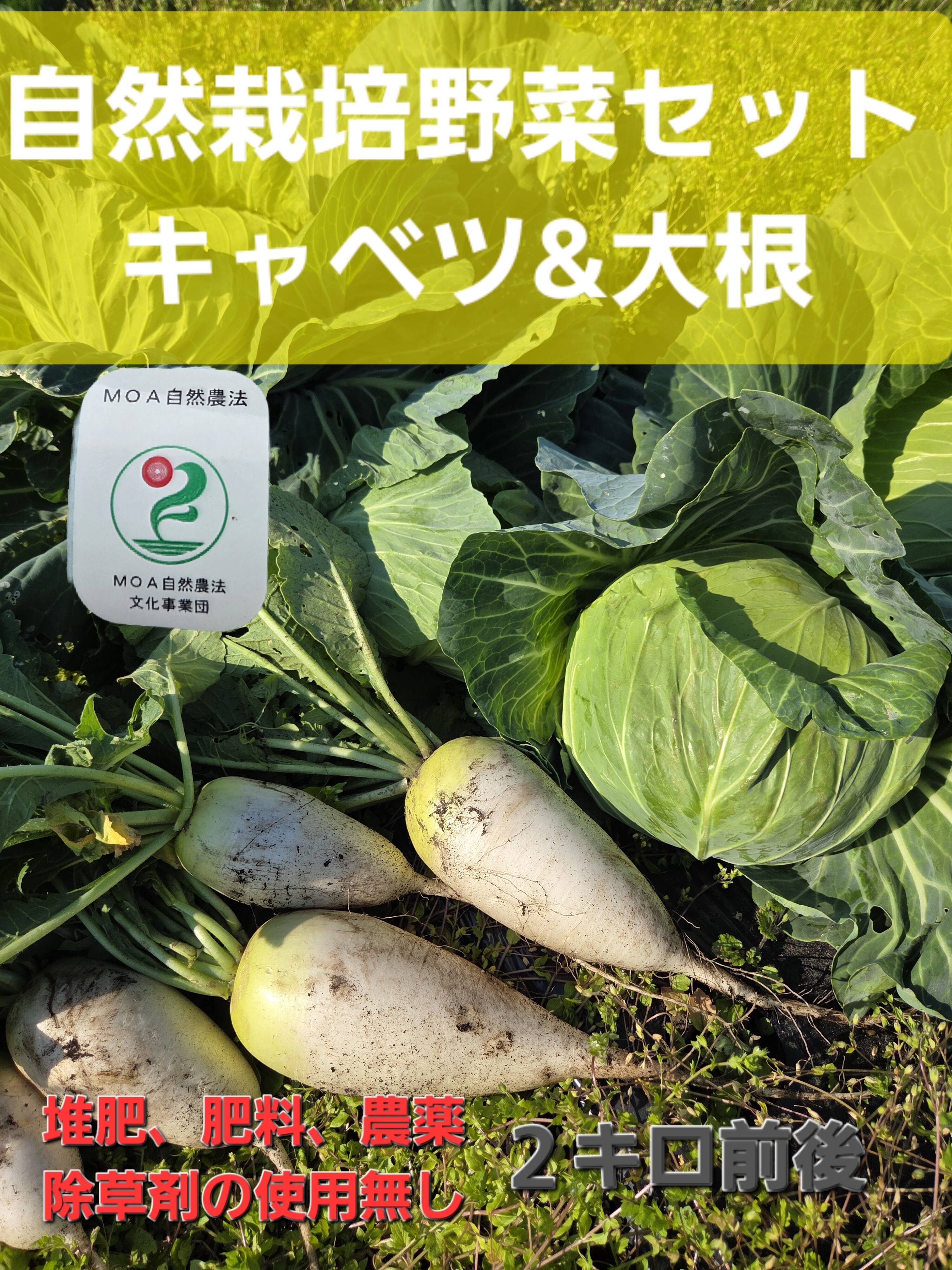 自然栽培 キャベツ×ミニ大根：青森県産の野菜セット｜食べチョク｜産地