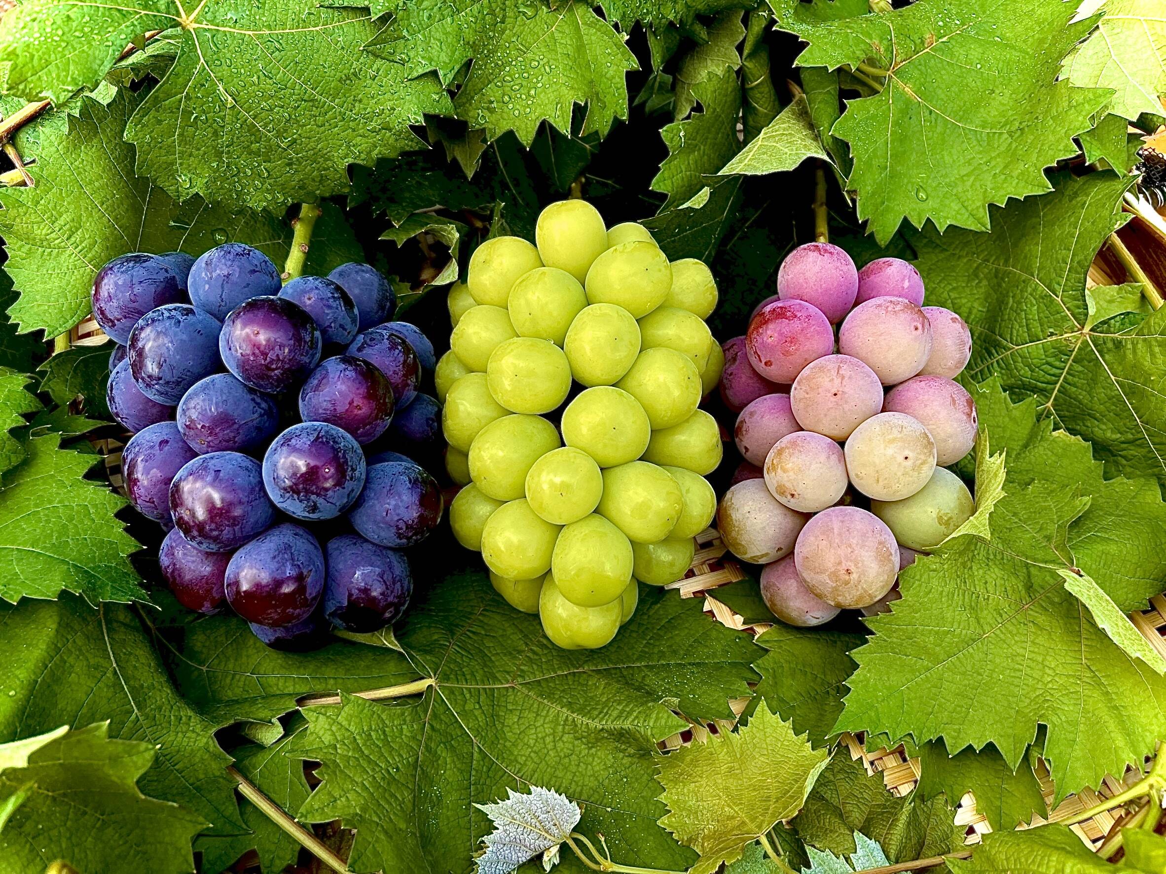 大人気！！ 食べ比べ ぶどう3種詰め合わせ（1房約400