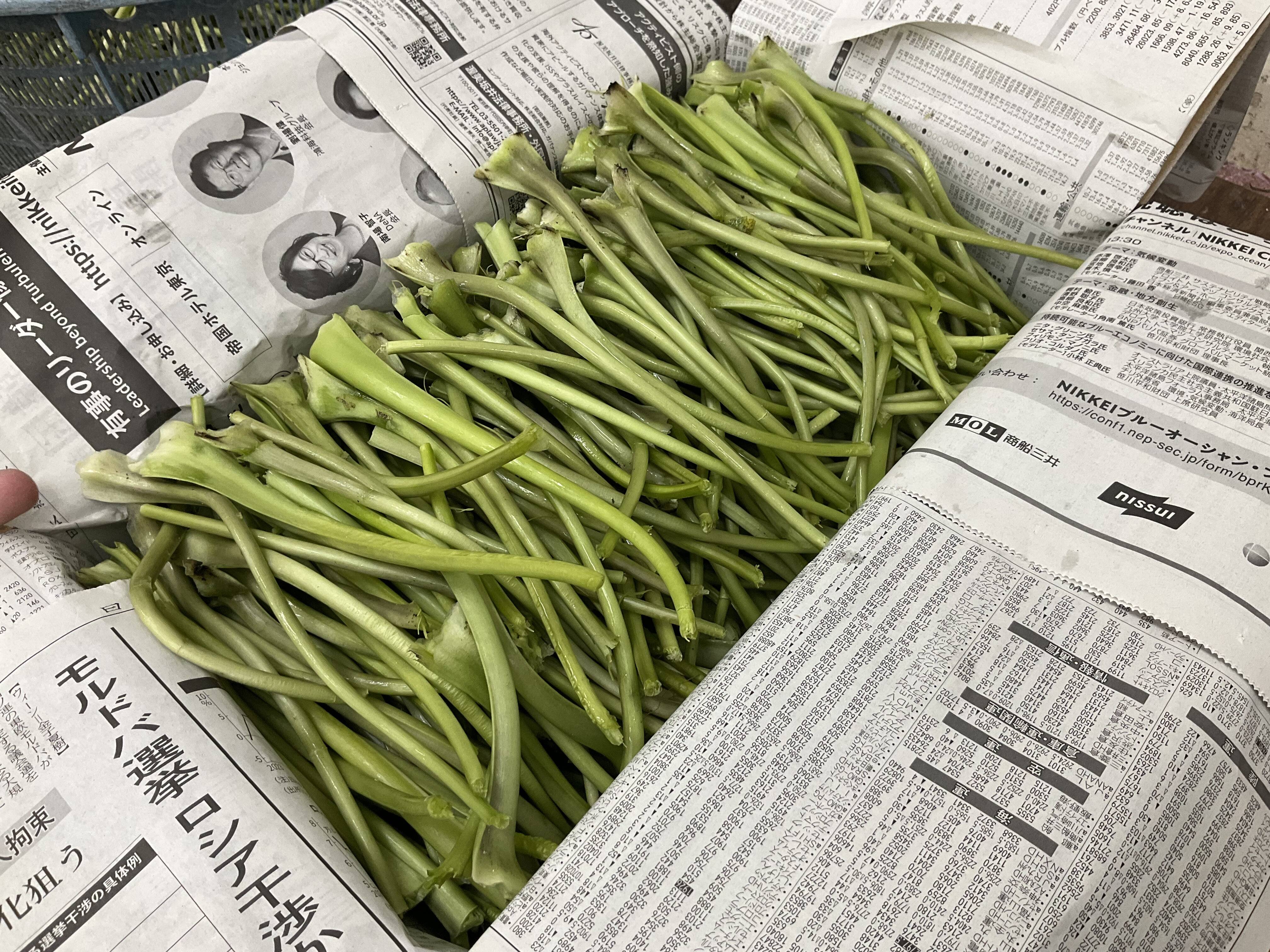 ご注文後に収穫！生わさび 1kg 安曇野産 生わさび わさび 茎付きわさび 安曇野産・生わさび【大】 | 安曇野黒岩わさび園 オンラインショップ