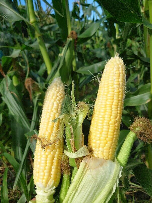 めぐみ86】第2弾！甘〜いトウモロコシ (約1.8kg、5本前後)：群馬県産の