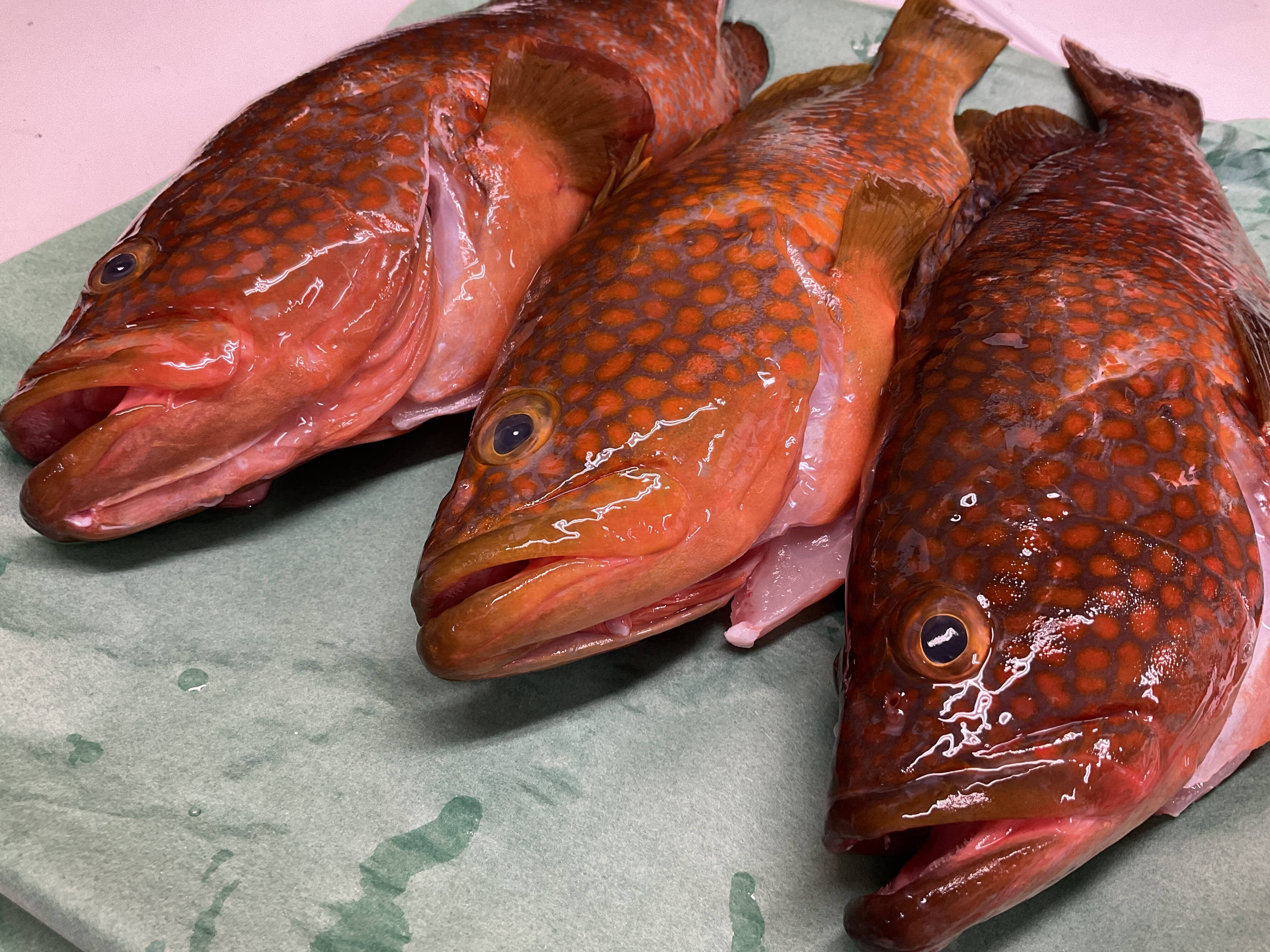 幻の魚】あこう/キジハタ/1000g/ハタ科の高級魚/夏が旬です！【生】：鳥取県産の魚介セット｜食べチョク｜産地直送(産直)お取り寄せ通販 -  農家・漁師から旬の食材を直送