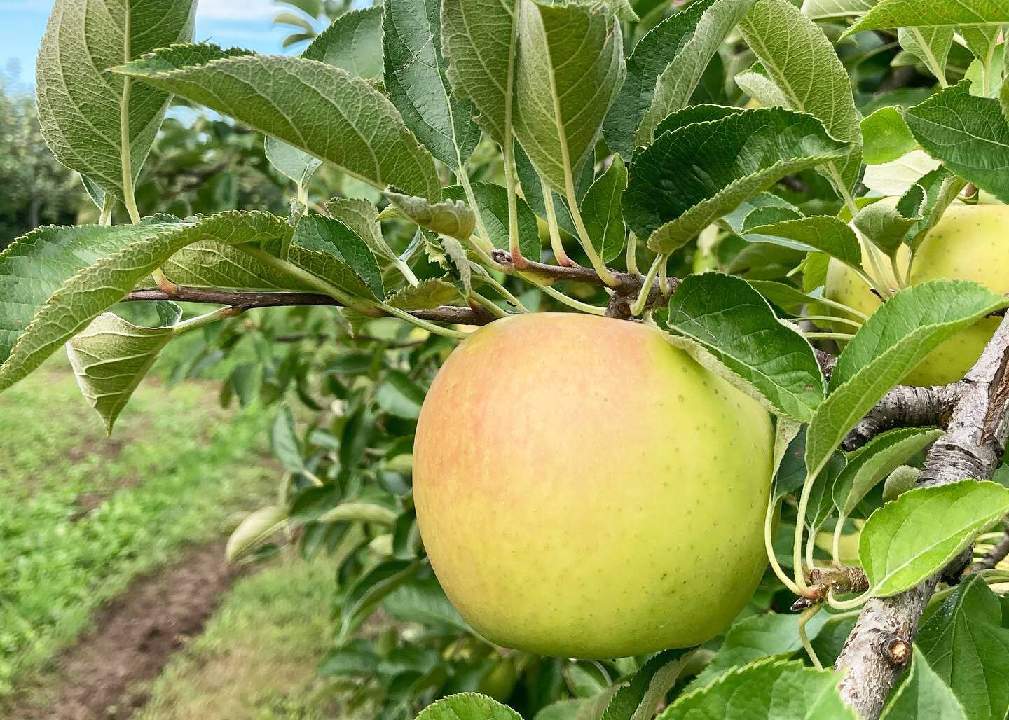 2026年産完売御礼】きおう🍏3kg 低農薬で皮ごと安心✨フルーティーな甘