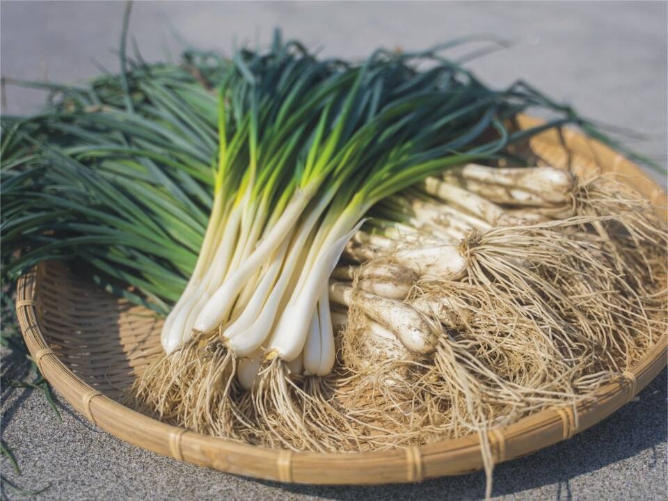今の時期しか食べれない！生食用らっきょう90g×10P：鹿児島県産