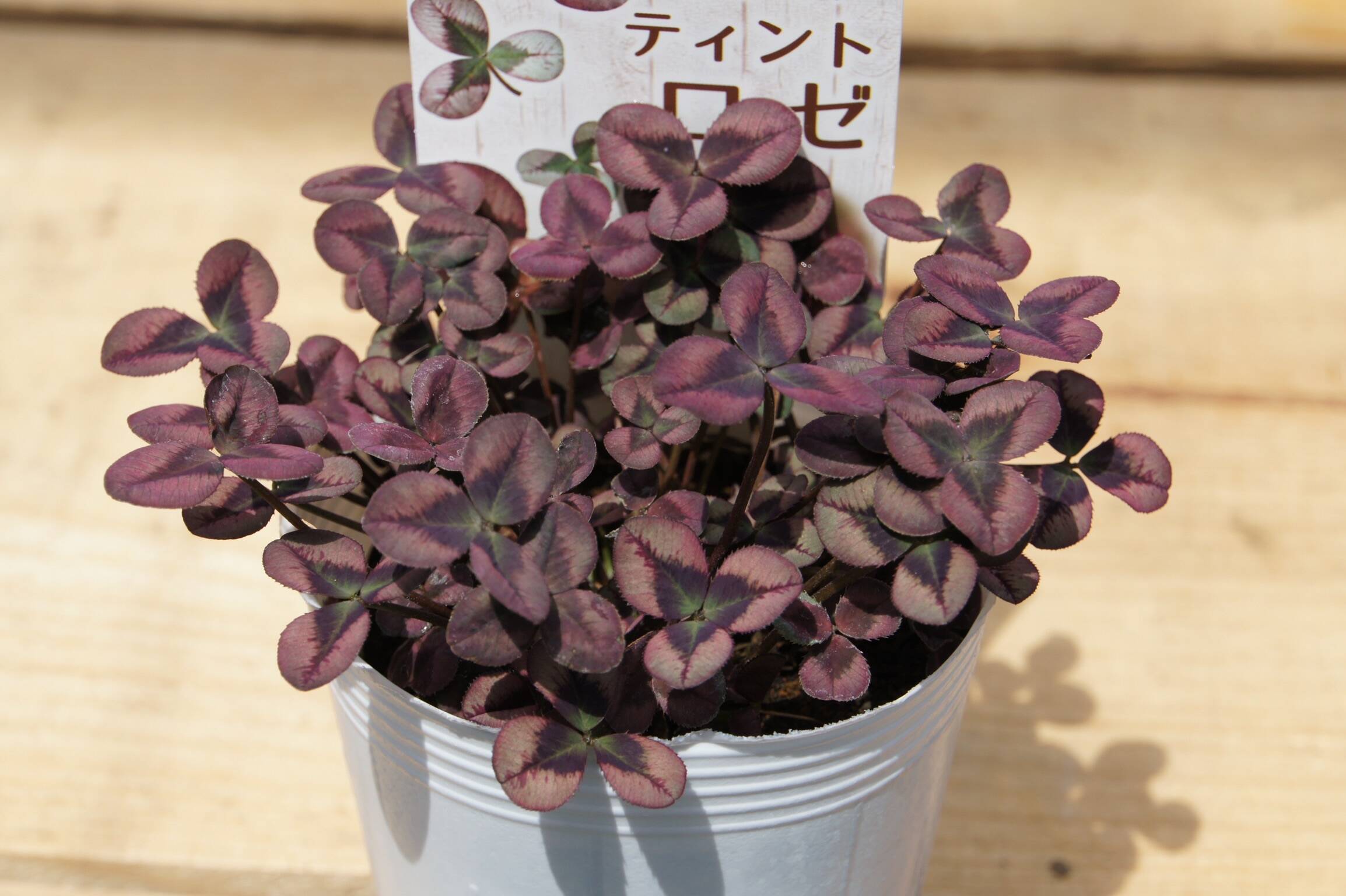 植物好き！さん購入用 ラッキーアイテム！クローバー・ティント「ロゼ」9cmロングポット