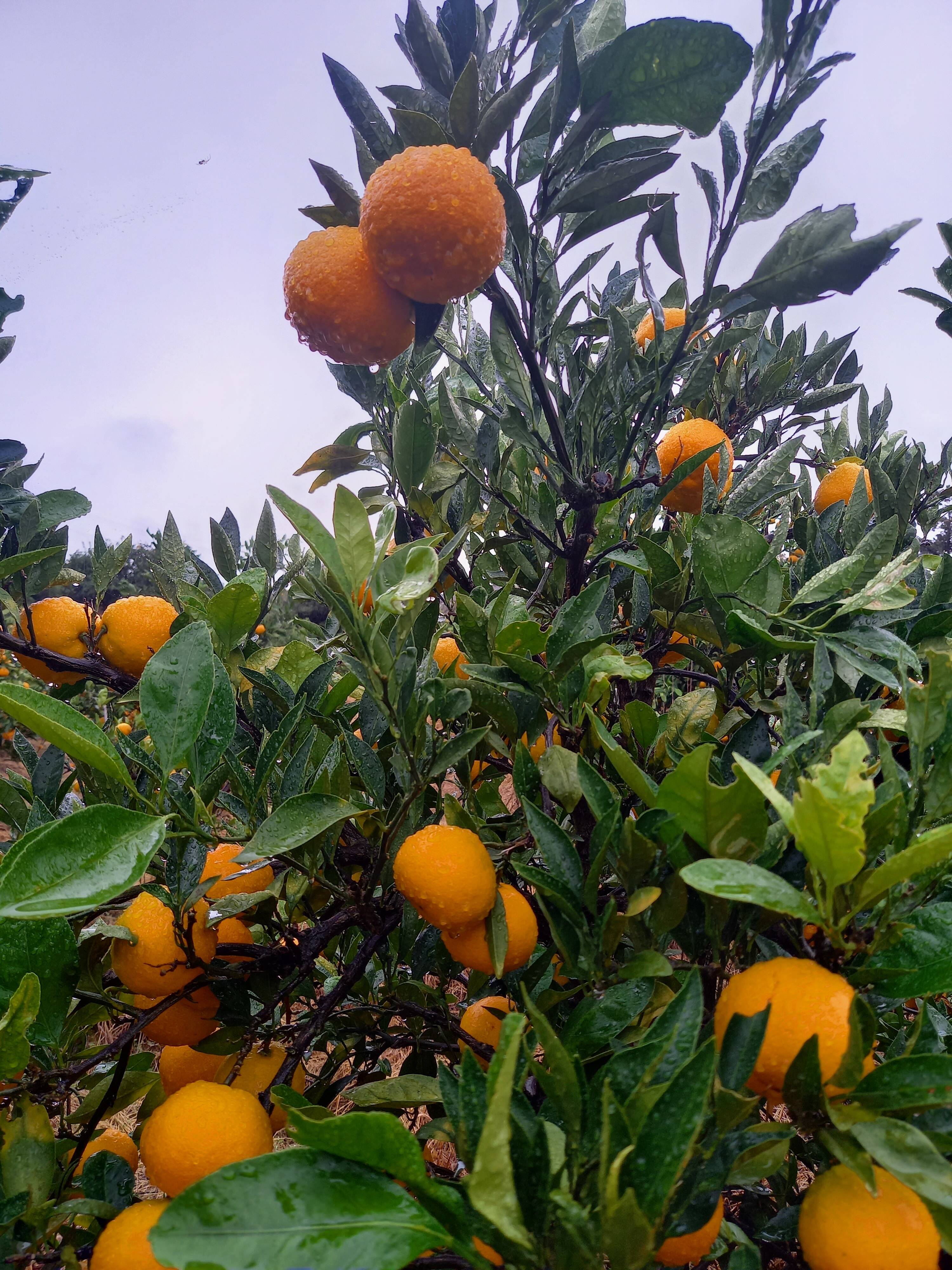 カネ白みかん農園の紹介：高知県｜食べチョク｜農家・漁師の産直ネット 
