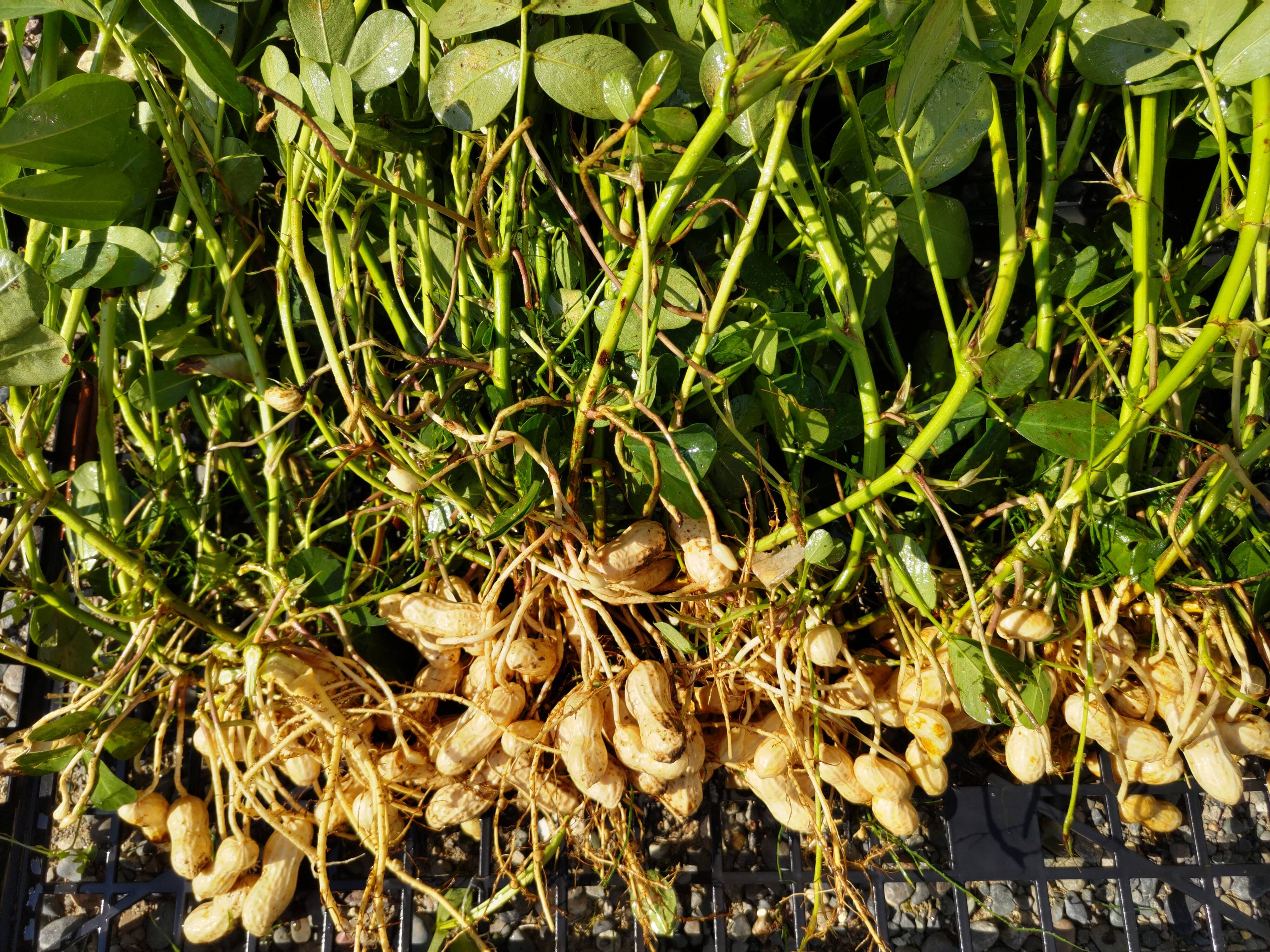 今だけ！生落花生！農薬化学肥料不使用栽培！１キロ３０００円。：北海道産の落花生・ピーナッツ｜食べチョク｜産地直送(産直)お取り寄せ通販 -  農家・漁師から旬の食材を直送