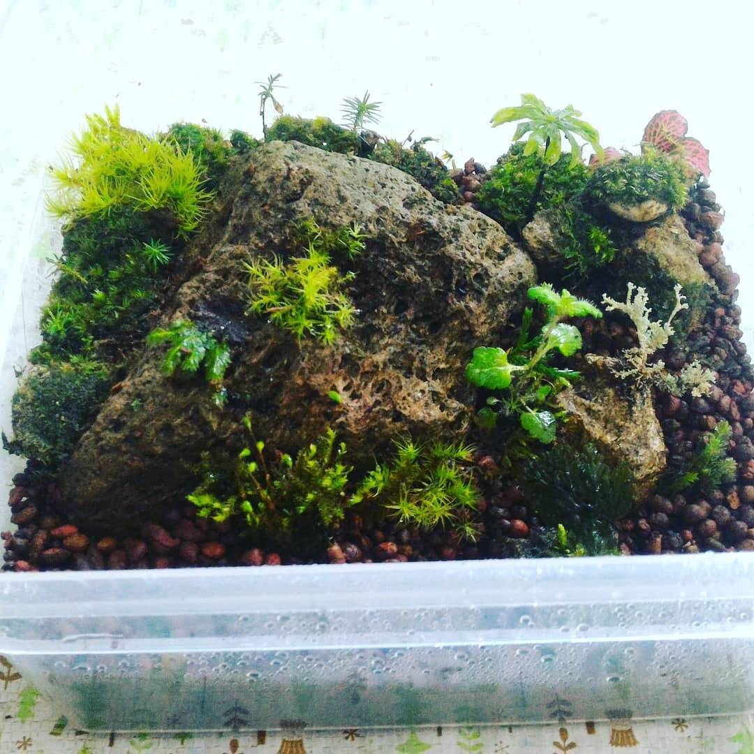 体験型キット はじめての苔テラリウム作りセット 約19cm 22cm 高さ約11cm蓋付きプラスチック半透明ケース 内容量１ヶ 容器は変更する場合もあります 岐阜県産 食べチョク 農家 漁師の産直ネット通販 旬の