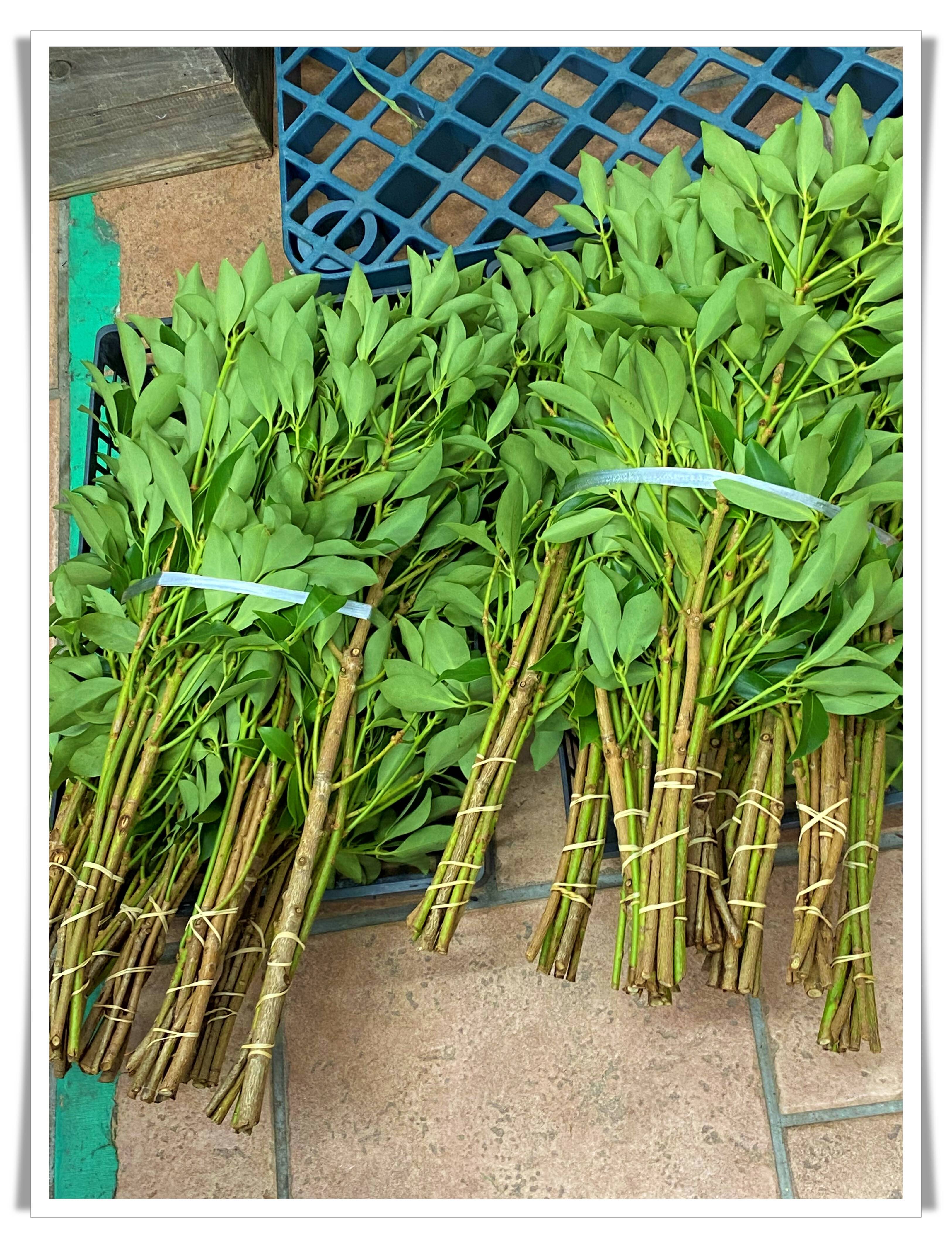 紀州産 樒 しきみ 1対 2束 仏花 お墓 和歌山県産の花 植物 食べチョク 産地直送 産直 お取り寄せ通販 農家 漁師から旬の食材を直送