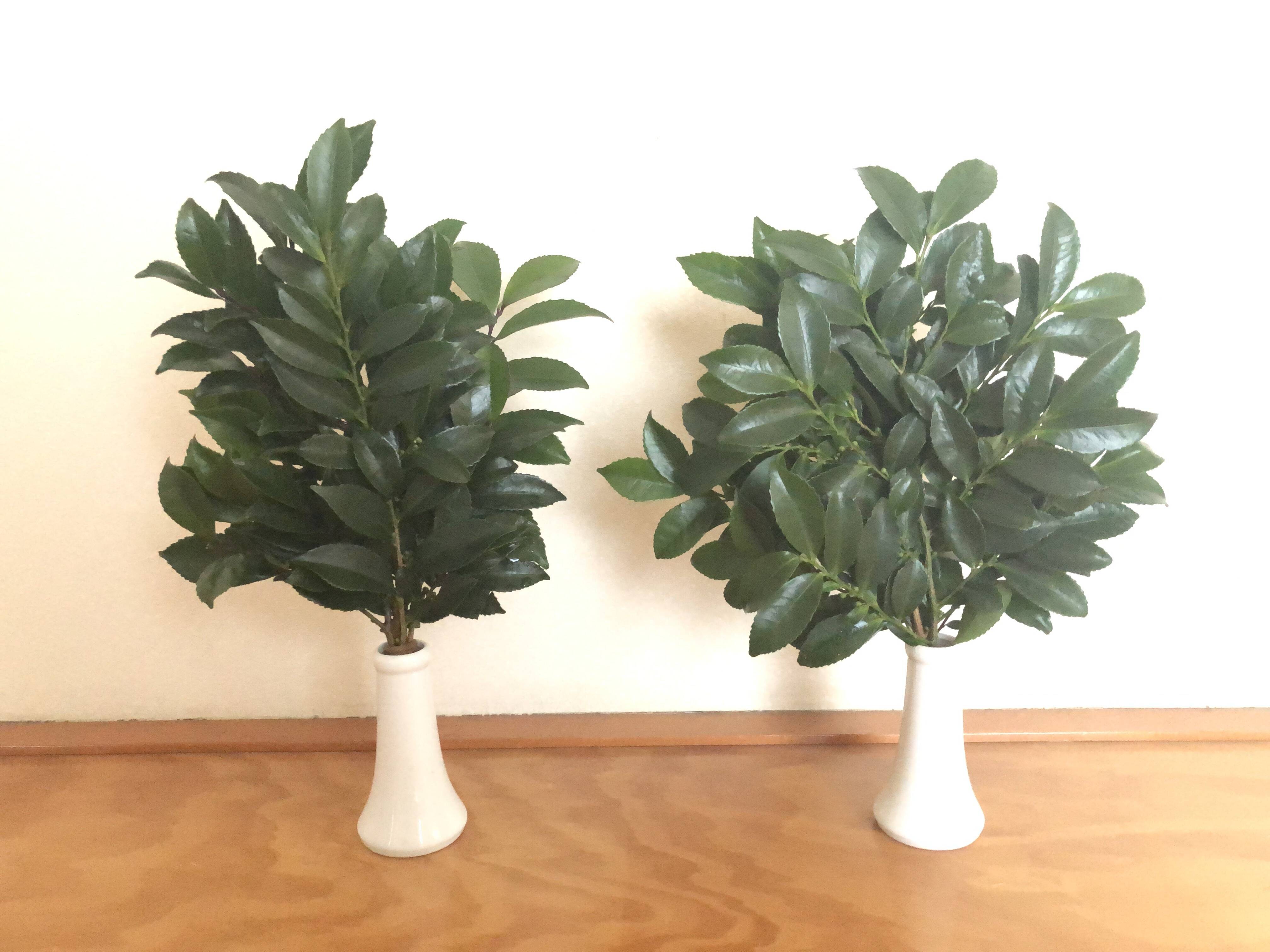 Amazon | 本サカキ 苗 3.5号 本榊 庭木 低木 常緑樹 | 植木