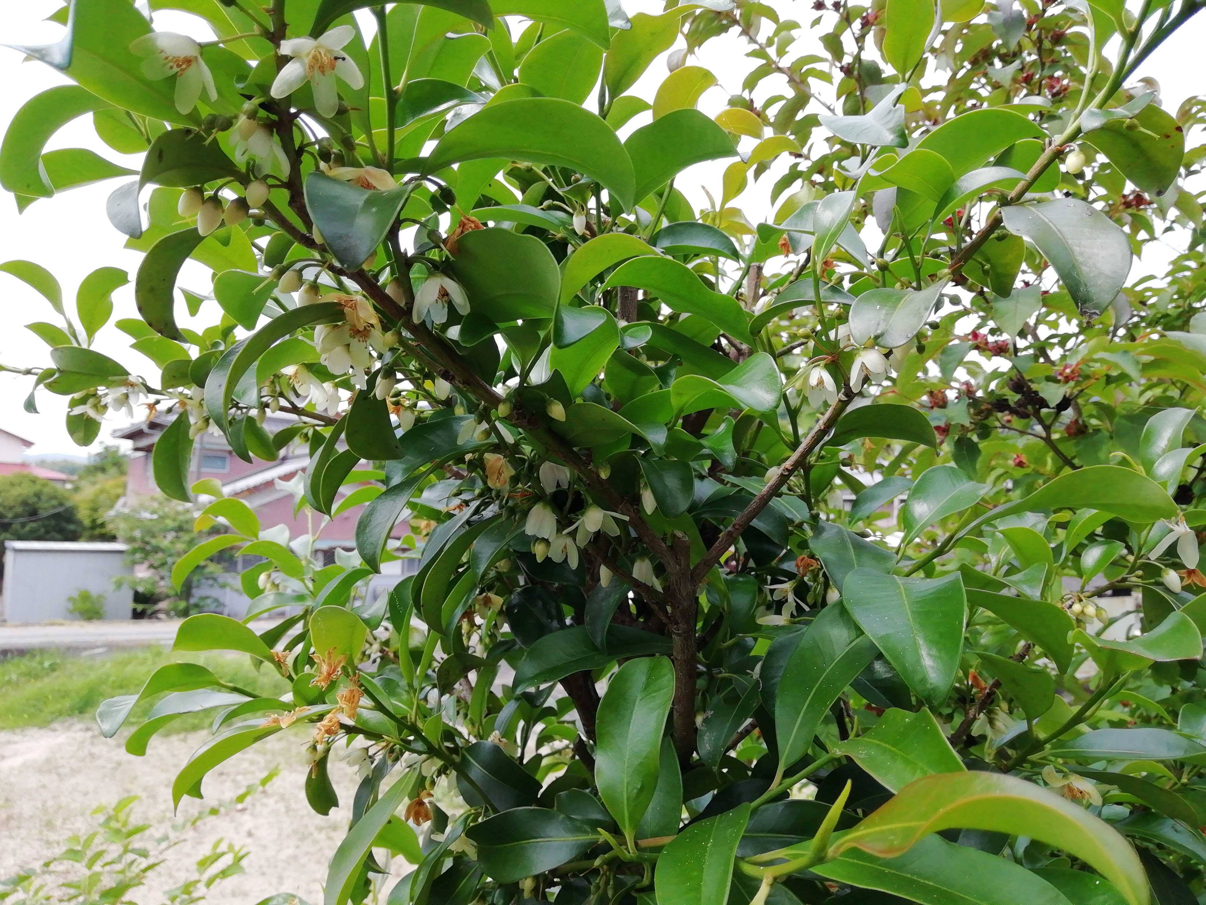 中庭の榊(サカキ)の白い花が、満開になりました|食べチョク|産地直送(産直)お取り寄せ通販 - 農家・漁師から旬の食材を直送