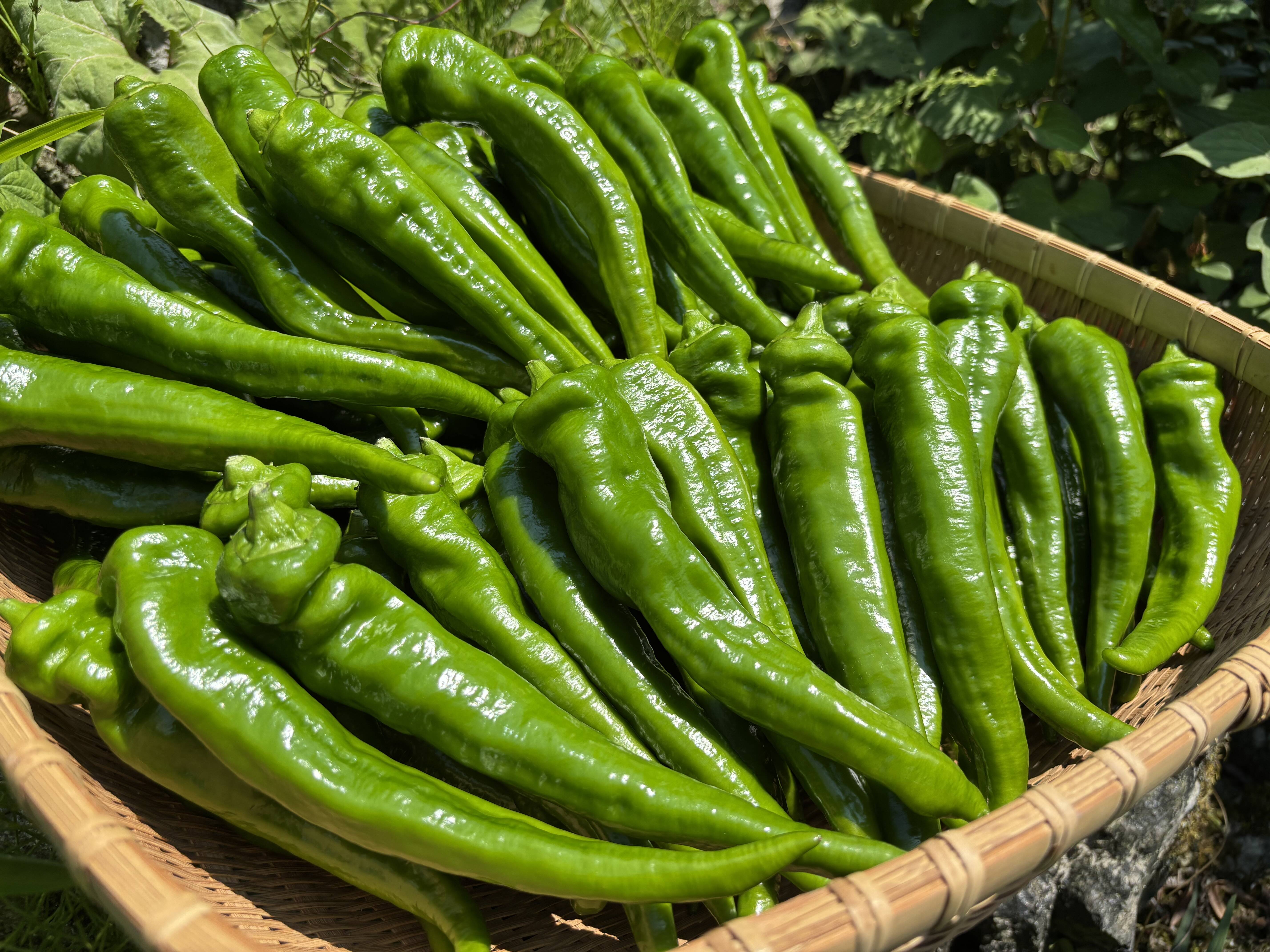 8a39c14214d2d60ea5d85ece88244f