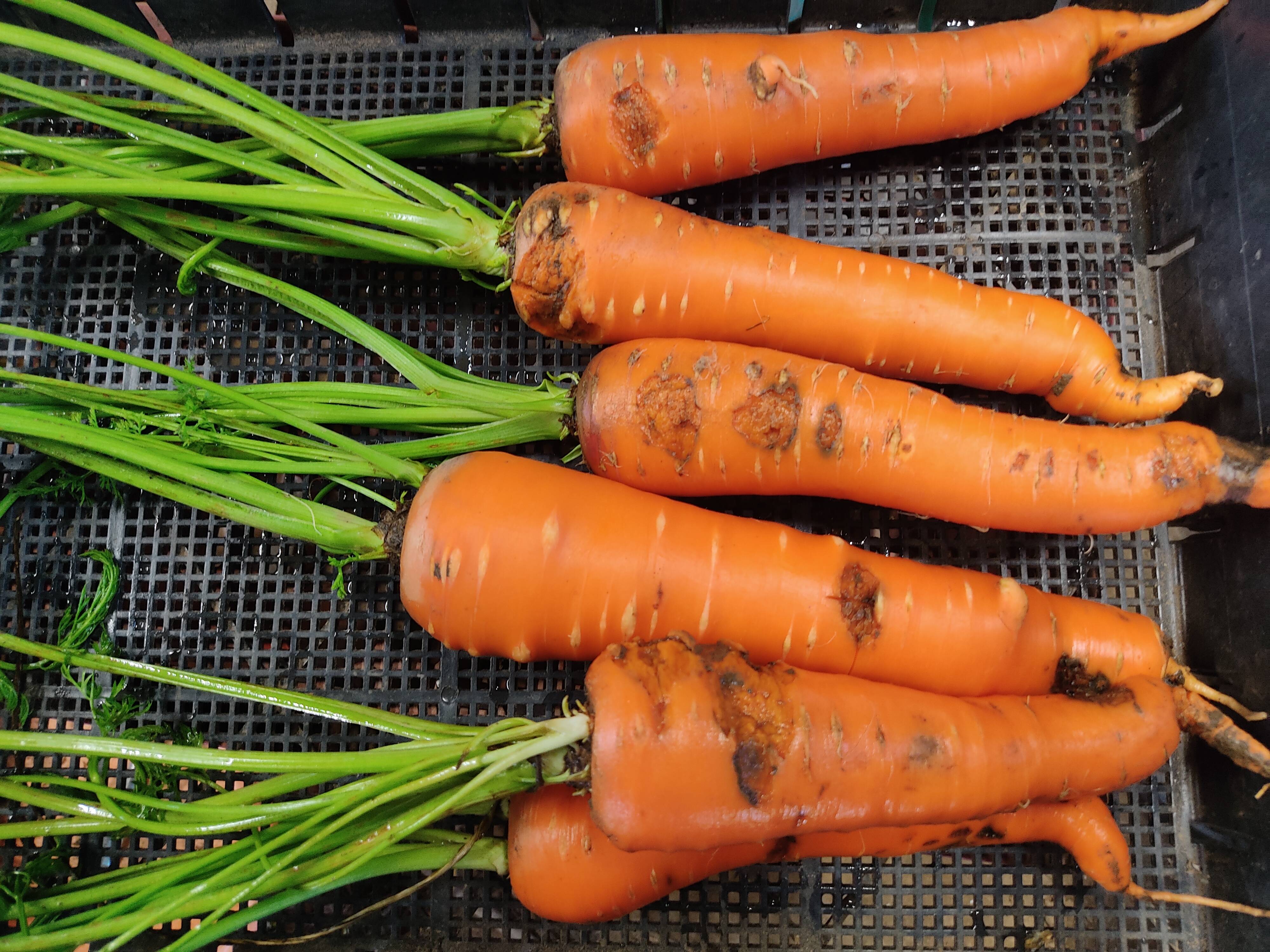 訳あり】🥕8品種から2種！葉付きニンジン食べ比べ約1kg｜割れ・曲がり