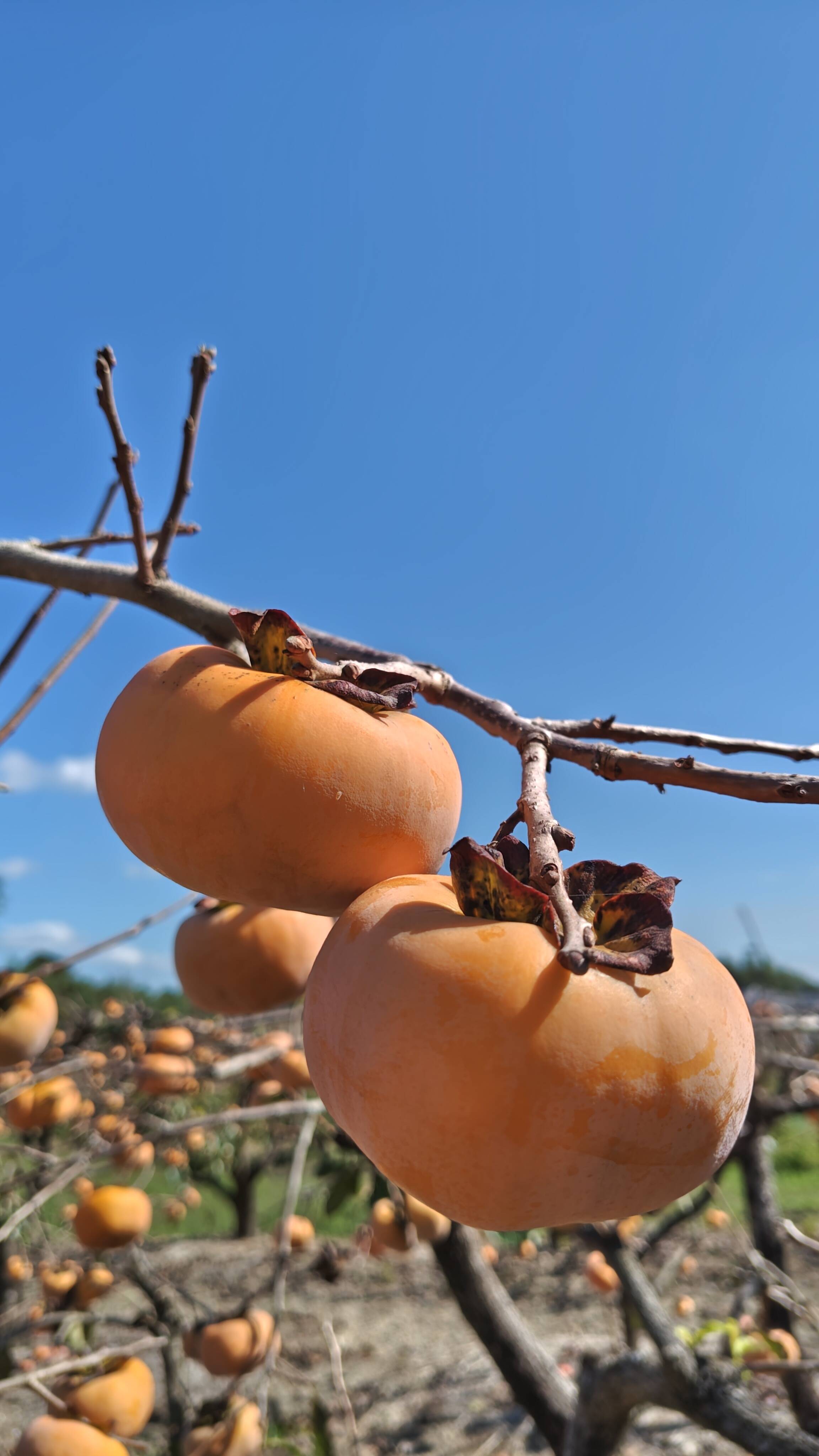 極上の献上柿】【冬ギフト】静岡県森町産の次郎柿（大粒10～12個入り