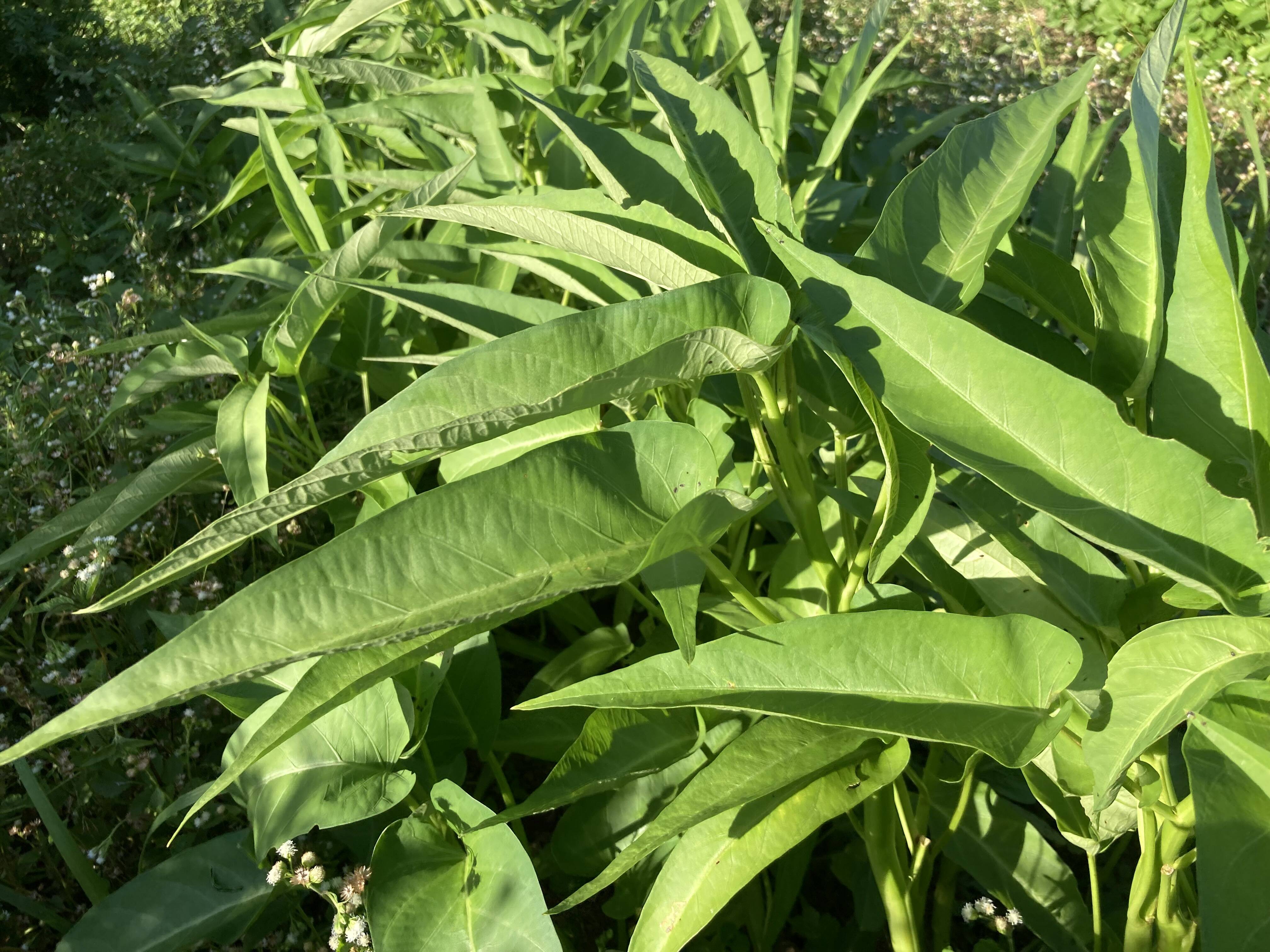 新鮮空芯菜 4キロ+かぼちゃ葉っぱ4キロ+つるむらさき 4キロ+パクチー2キロ 新鮮空芯菜 4キロ+かぼちゃ葉っぱ4キロ+つるむらさき 4キロ+パクチー2キロ