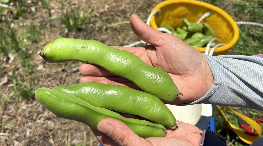 自然栽培・自家採種🍀朝採りそら豆（さや付）】500g 15本前後・青臭く