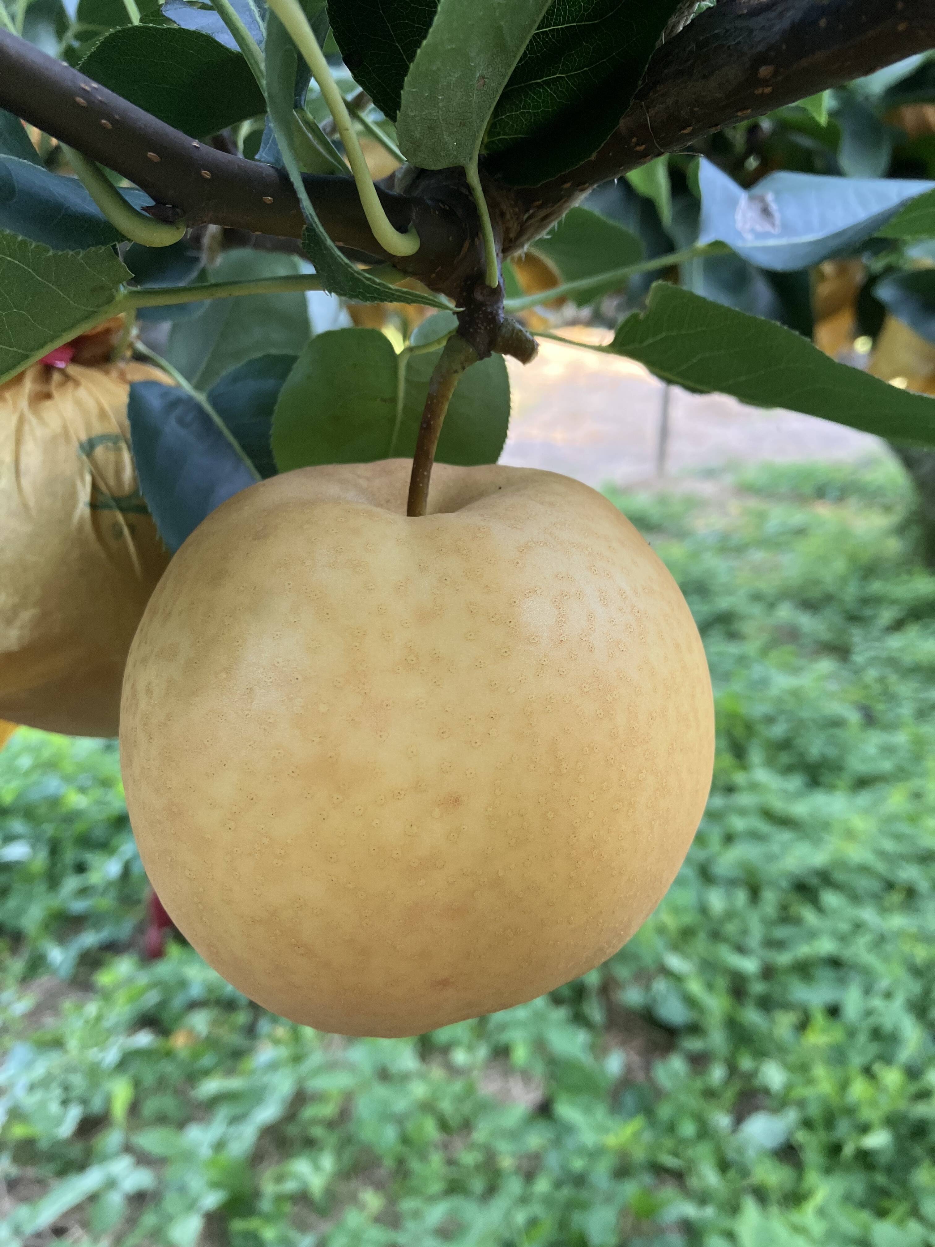 鳥取県オリジナル品種】 新甘泉 梨 約2kg：鳥取県産の新甘泉｜食べ