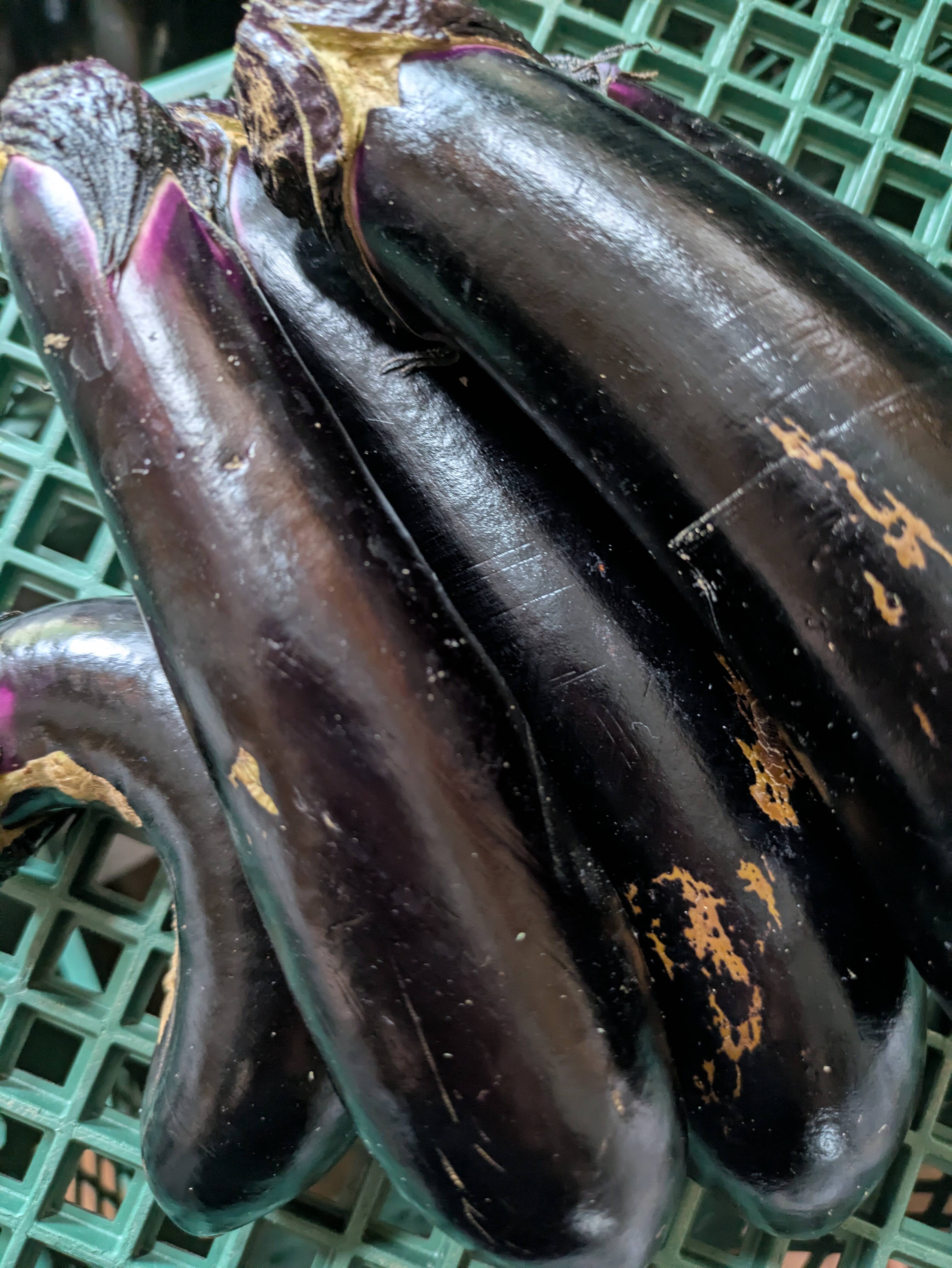 朝取り！訳あり！ナス(黒陽) 2キロ(5〜8本)：鹿児島県産の筑陽｜食べ