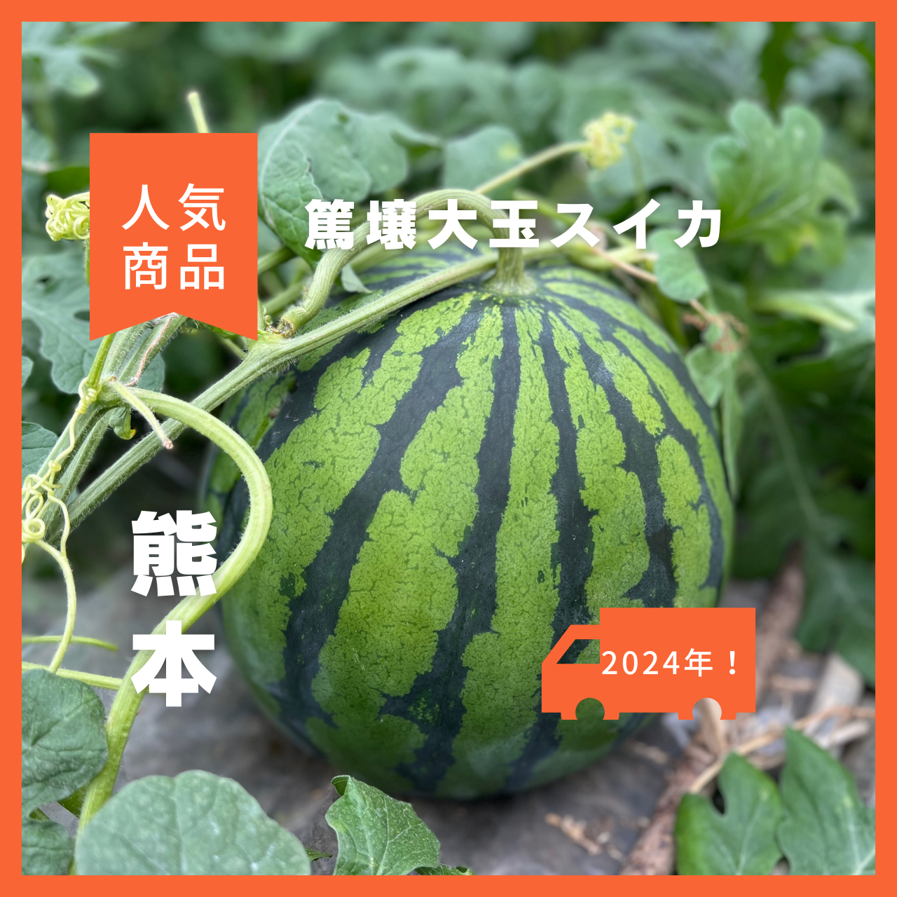 金の土】期間限定！熊本県植木産スイカ！！《篤壌シリーズ》(2L
