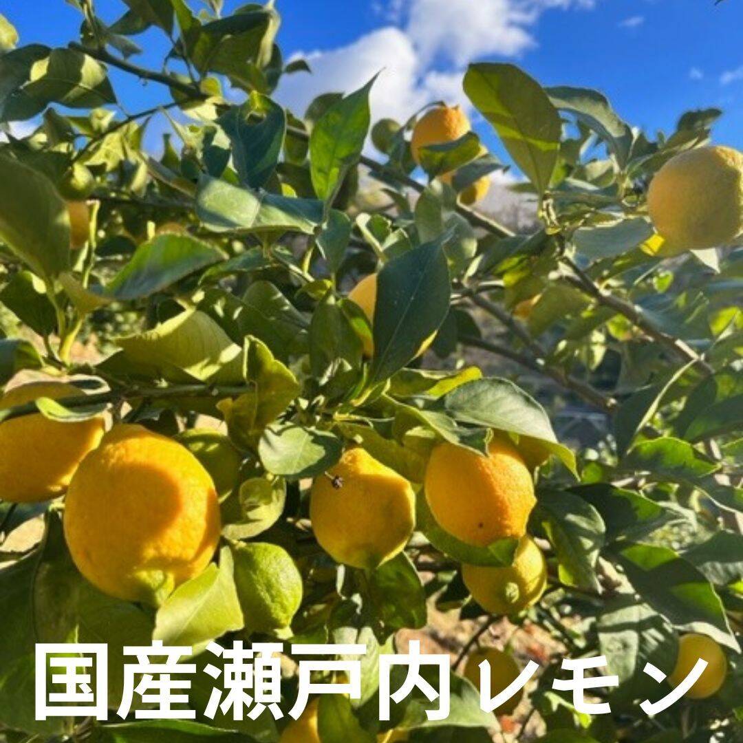訳なし！国産レモン 瀬戸内産 10㎏：愛媛県産のみかん・柑橘類｜食べ