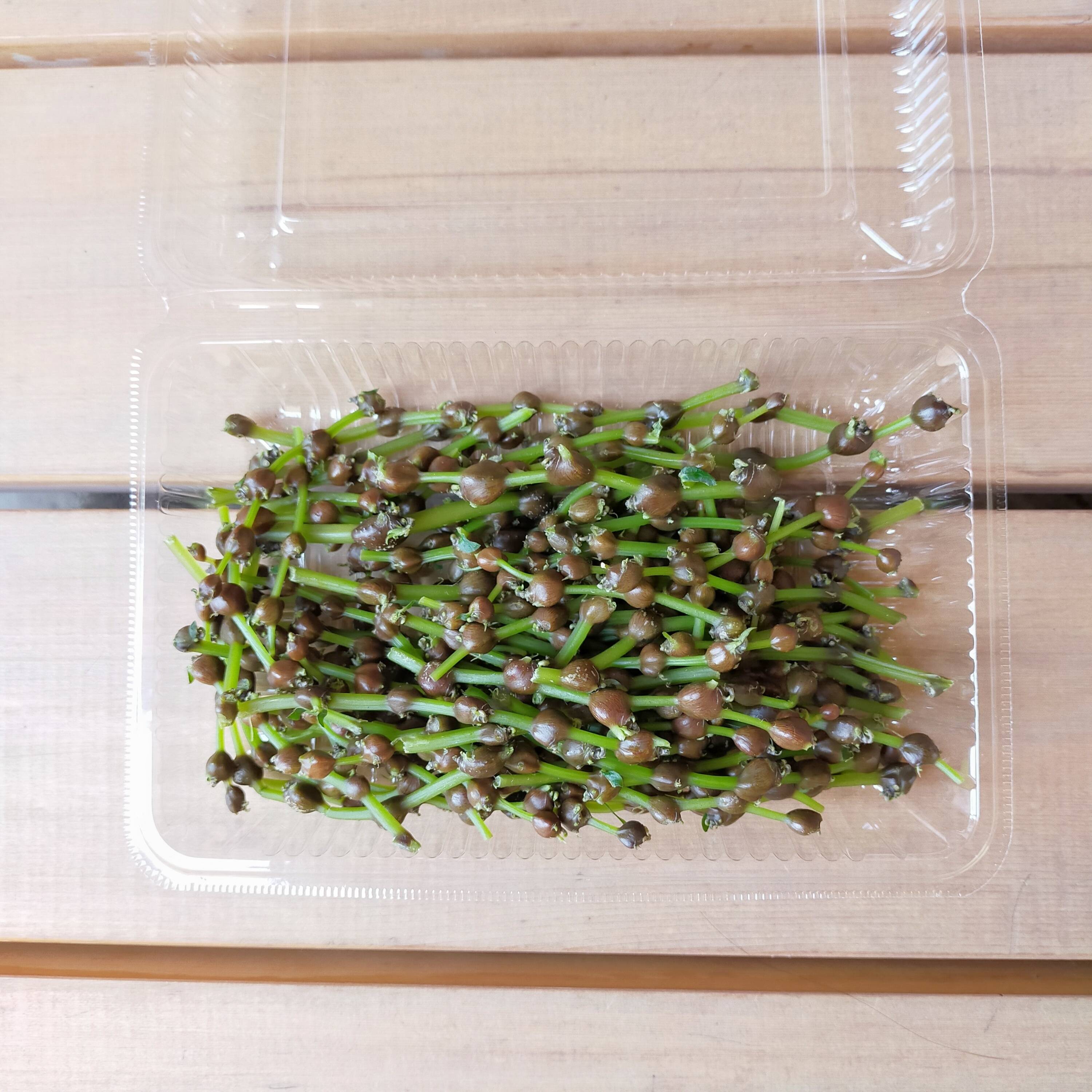 珠味（たまみ）】青森県産 ミズの実（ミズの子） 250g：青森県産の 