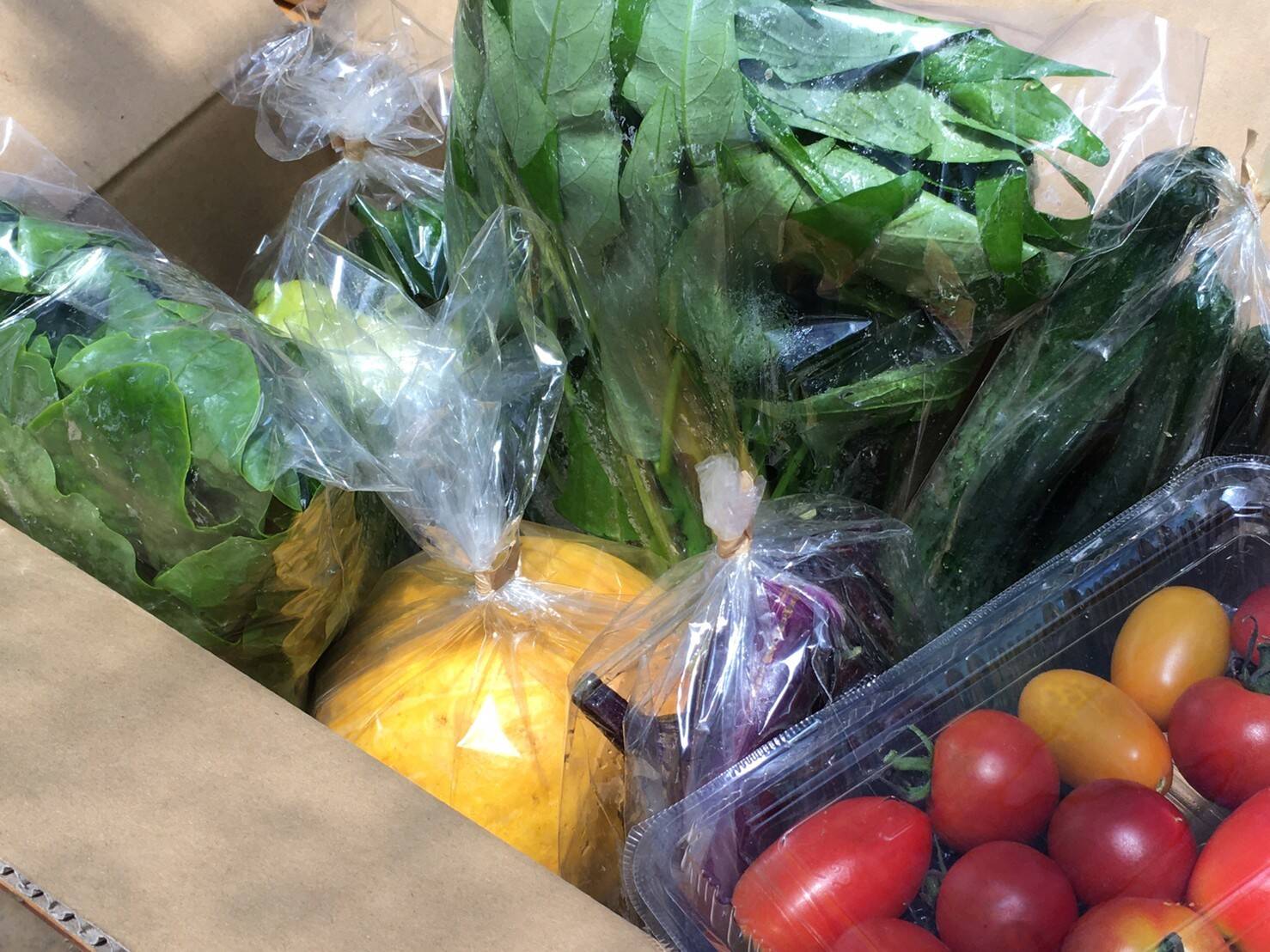 千葉県さくらの野菜！7品種の農薬・化学肥料不使用のおまかせ