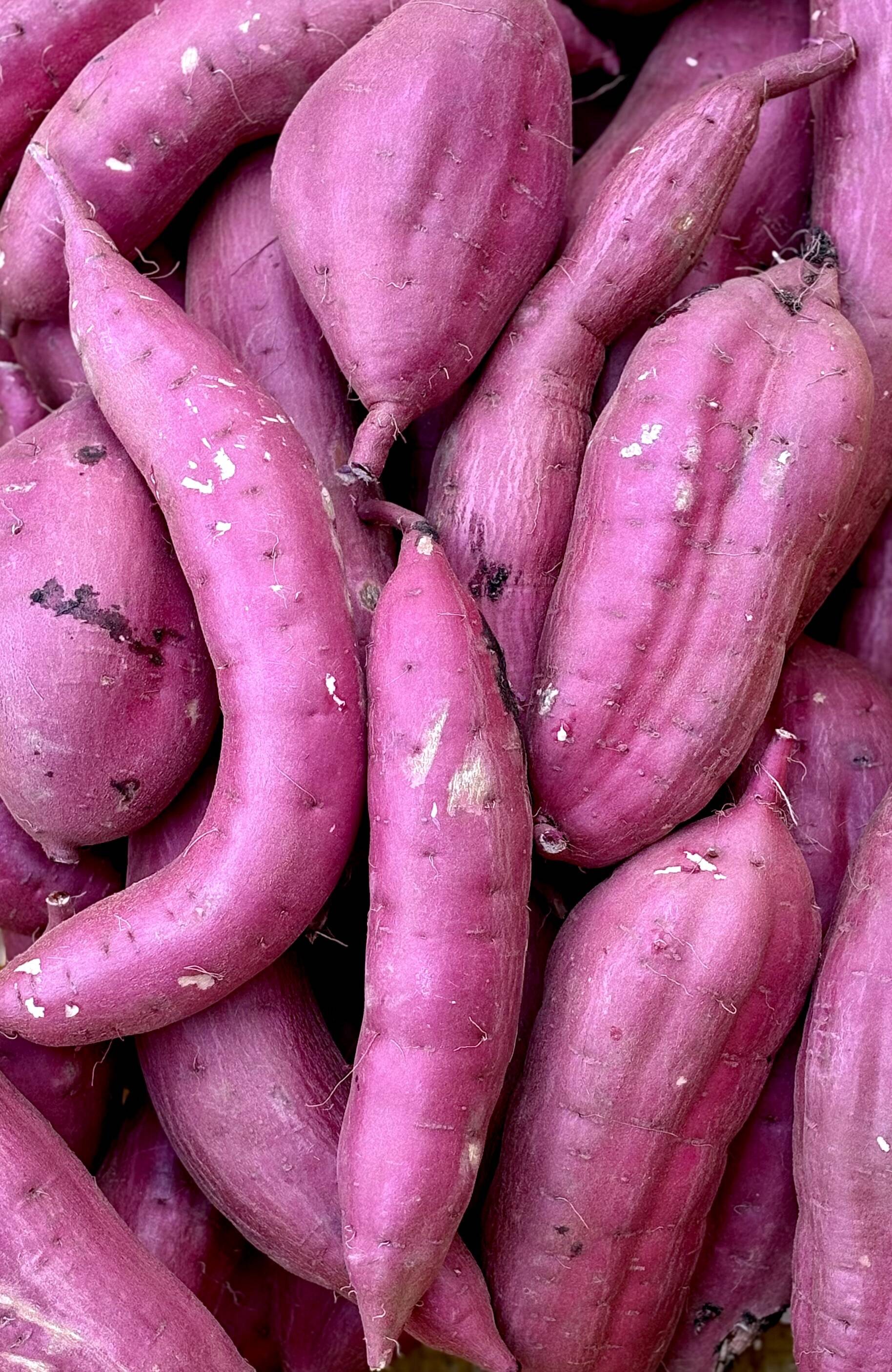 ごう 紅はるか 天草酒造【芋焼酎】池の露 紅はるか<1,800ml>☆桜本商店オンライン