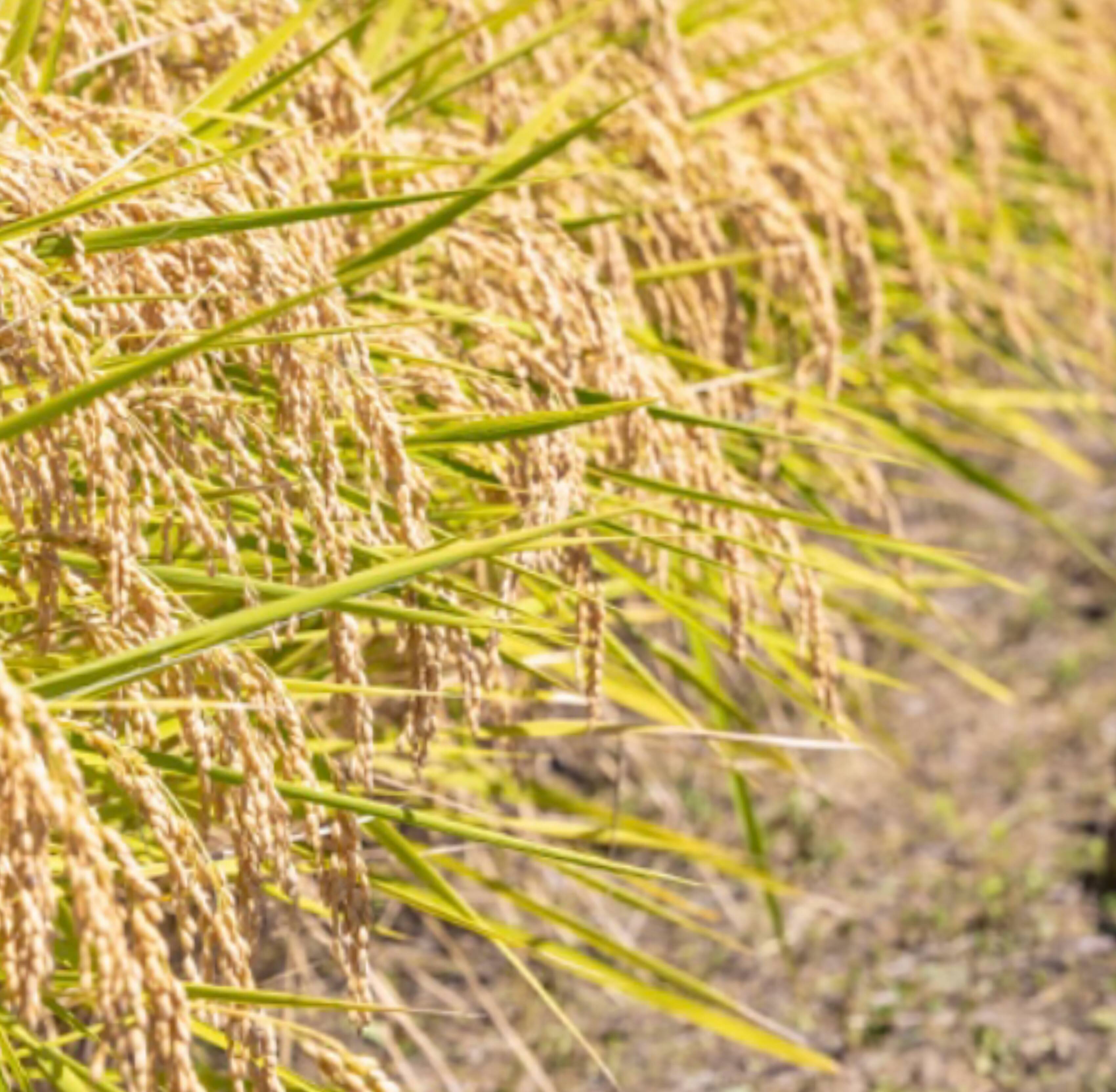 令和7年産 にじのきらめき 玄米20kg：埼玉県産のお米｜食べチョク