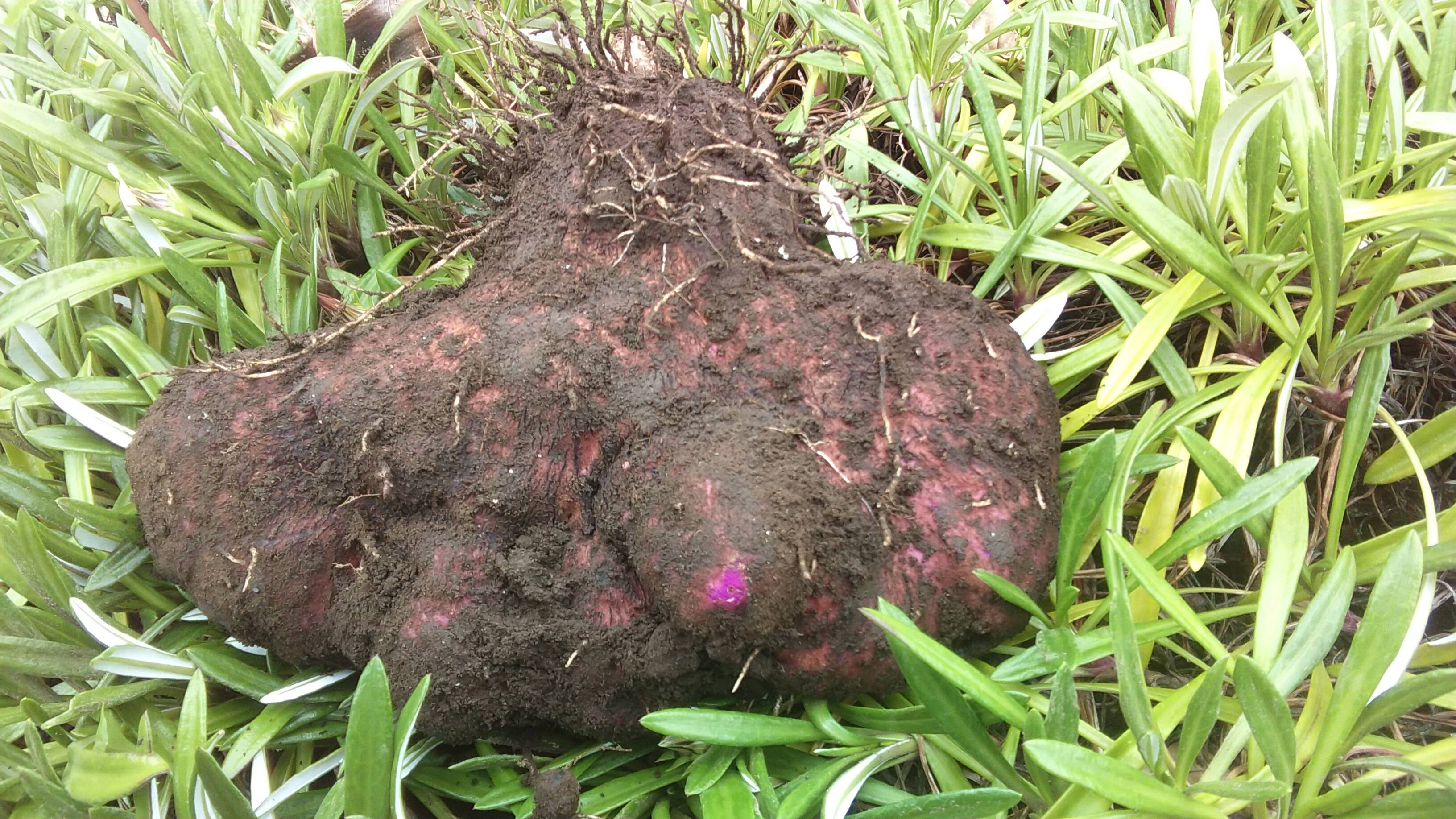 新品通販沖縄県産紫山芋20Kg 農薬不使用 野菜