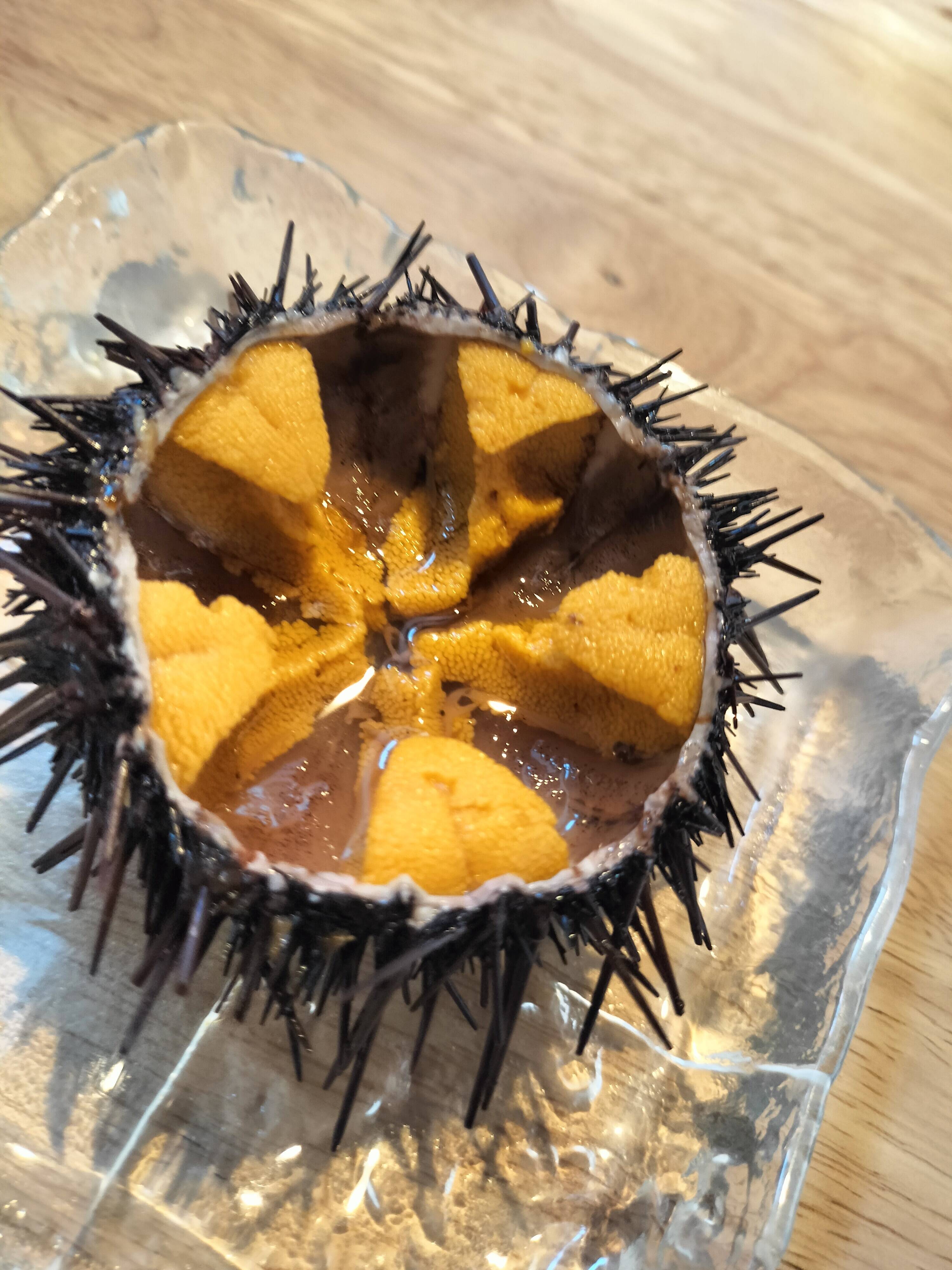 幻の高級赤ウニ【殻付き】：島根県産のアカウニ｜食べチョク｜産地直送