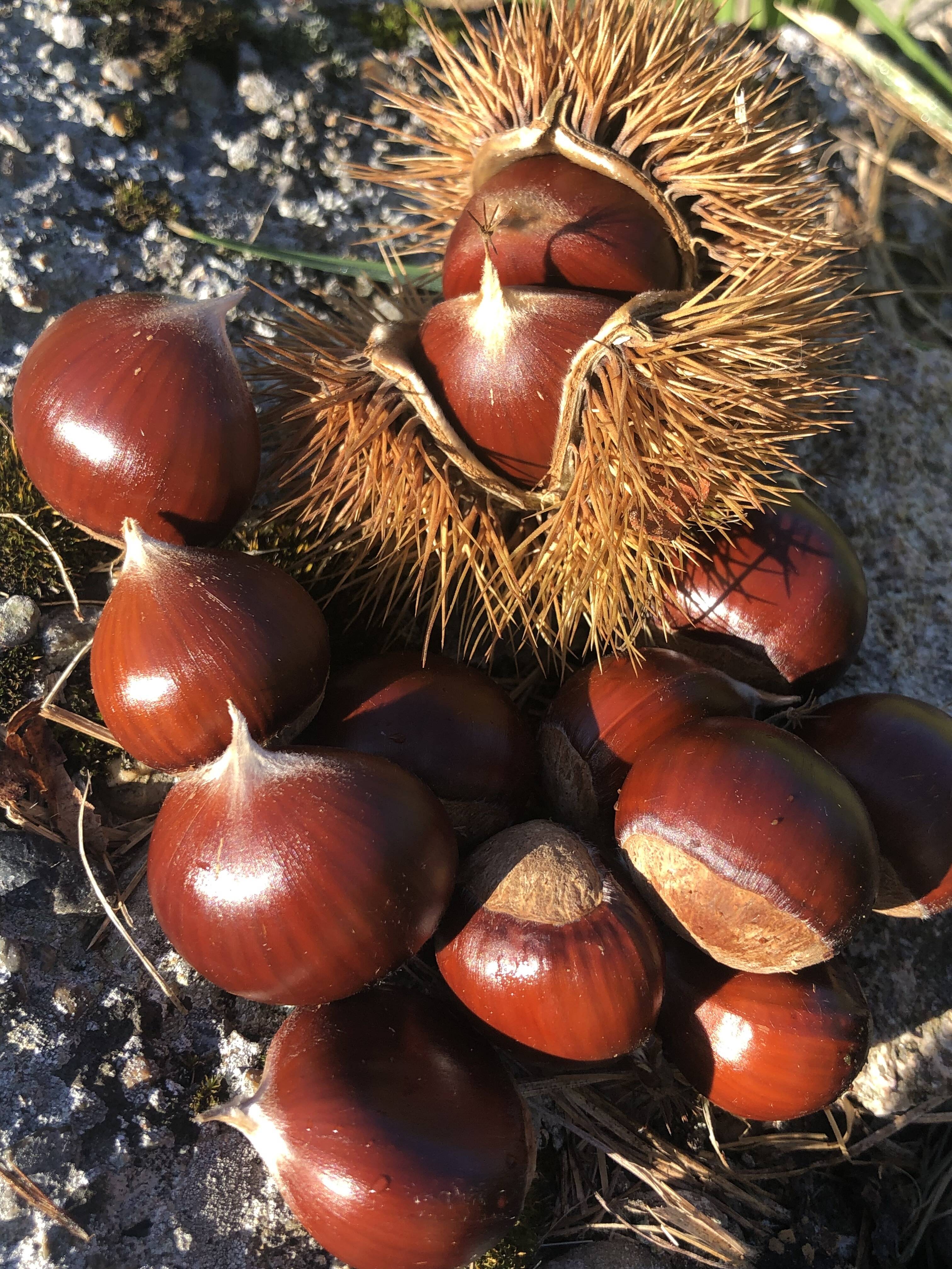めちゃ甘❣️お正月のおせち料理🎍🍱に最適。希少栗【氷温熟成】能勢産