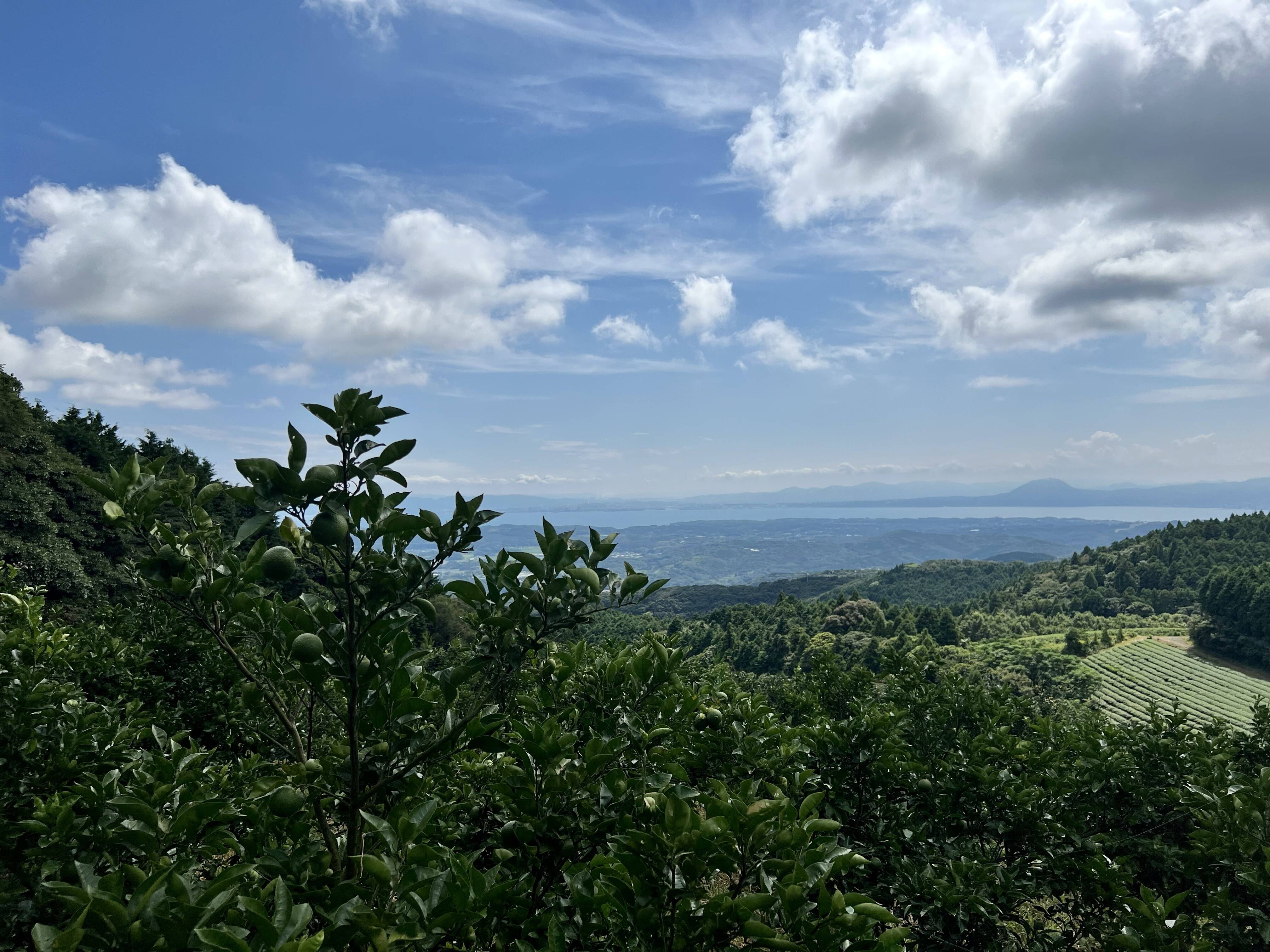 Little Fruits Farmへのレビュー・商品：大分県｜食べチョク｜産地直送