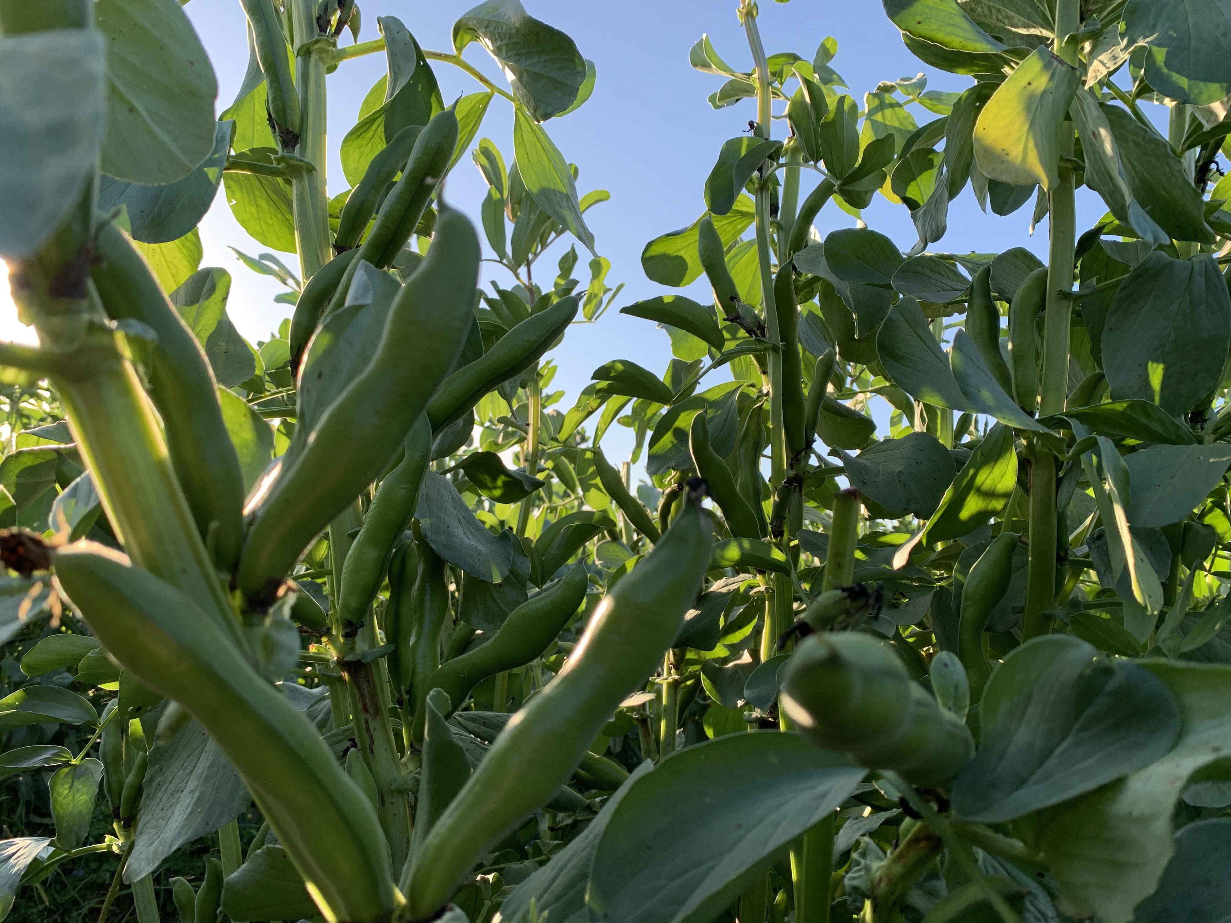 大豆(玉錦)自然栽培 10kg - 野菜