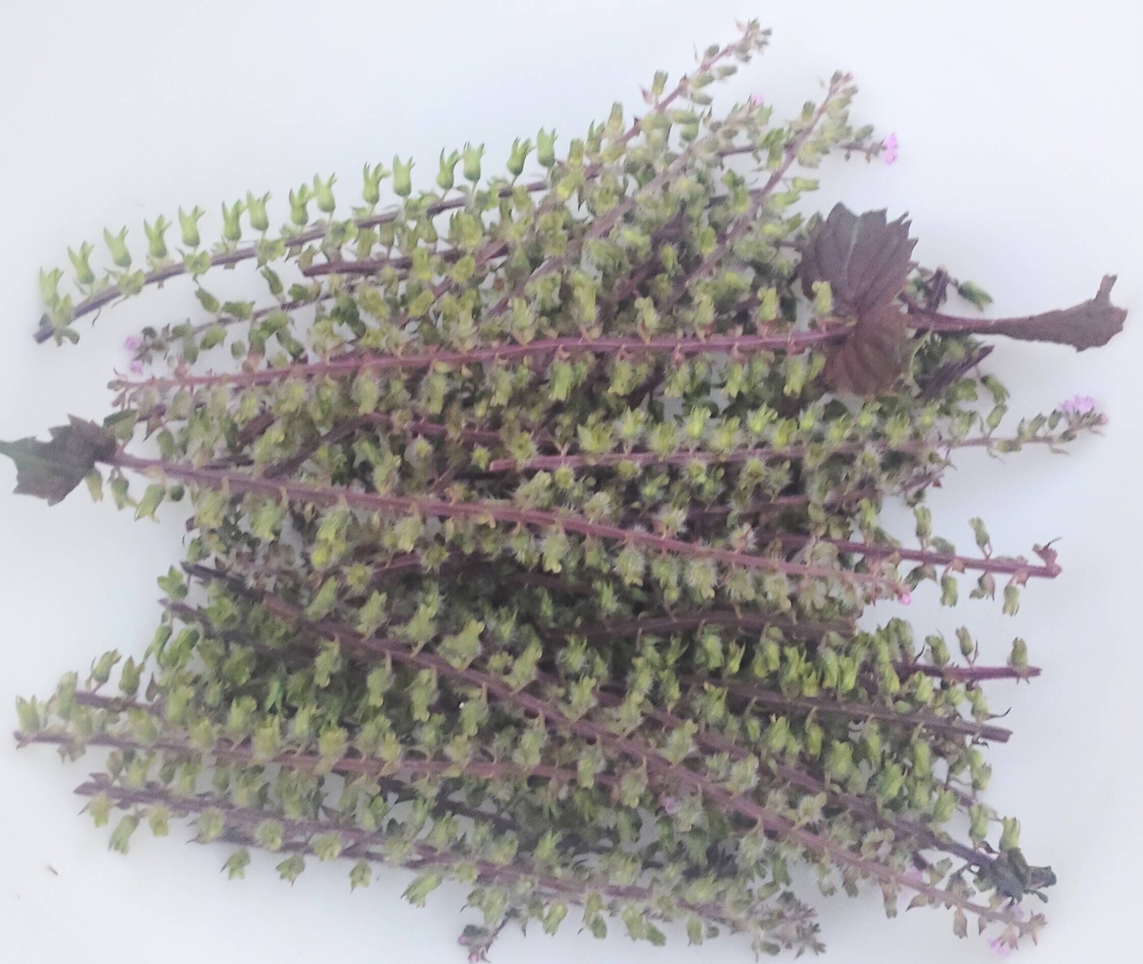 紫蘇 苗 緑と紫 大葉 赤紫蘇 苗 合わせて五株