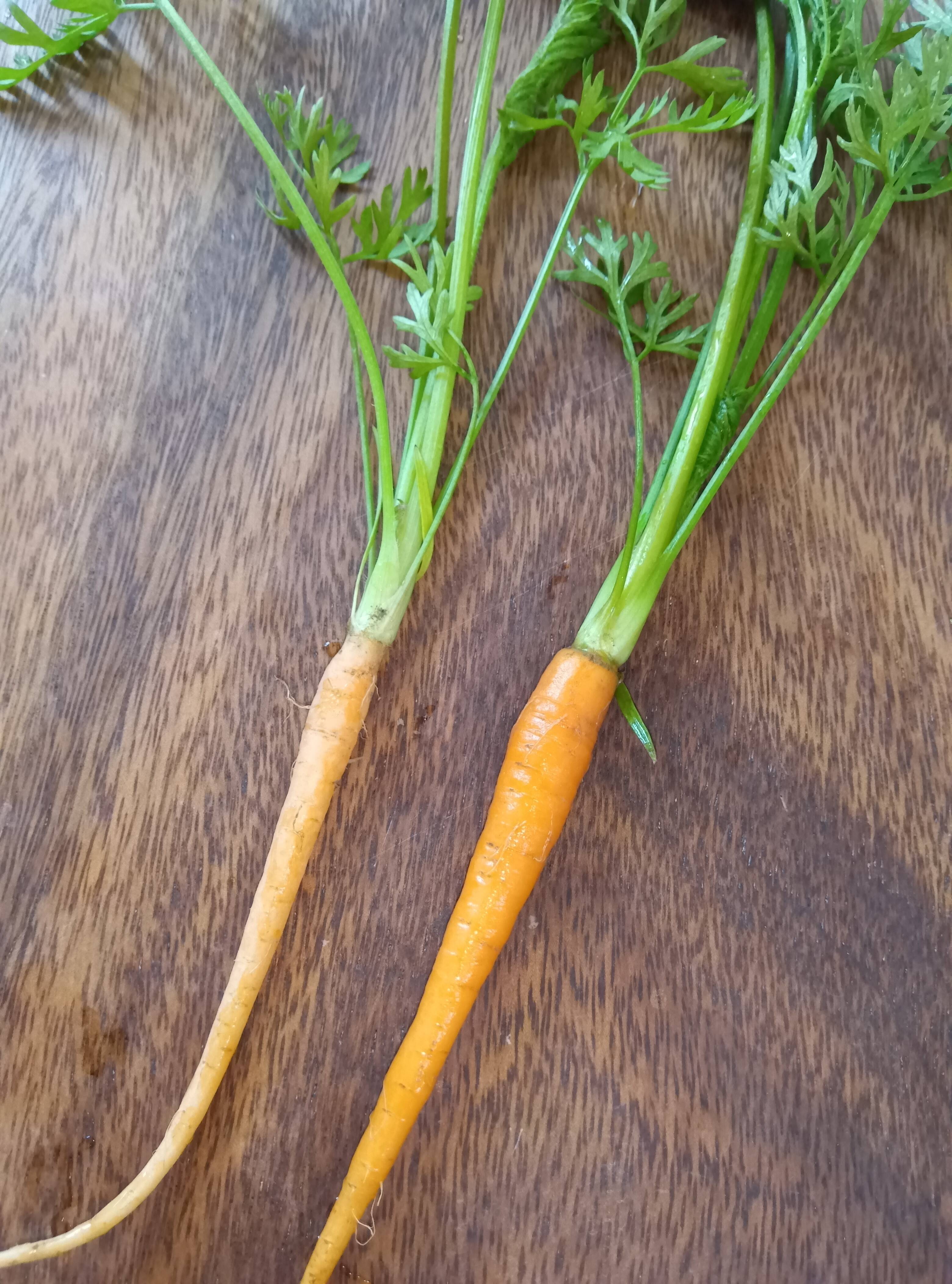 葉付き人参 間引き！ 自然栽培：和歌山県産の野菜｜食べチョク｜産地