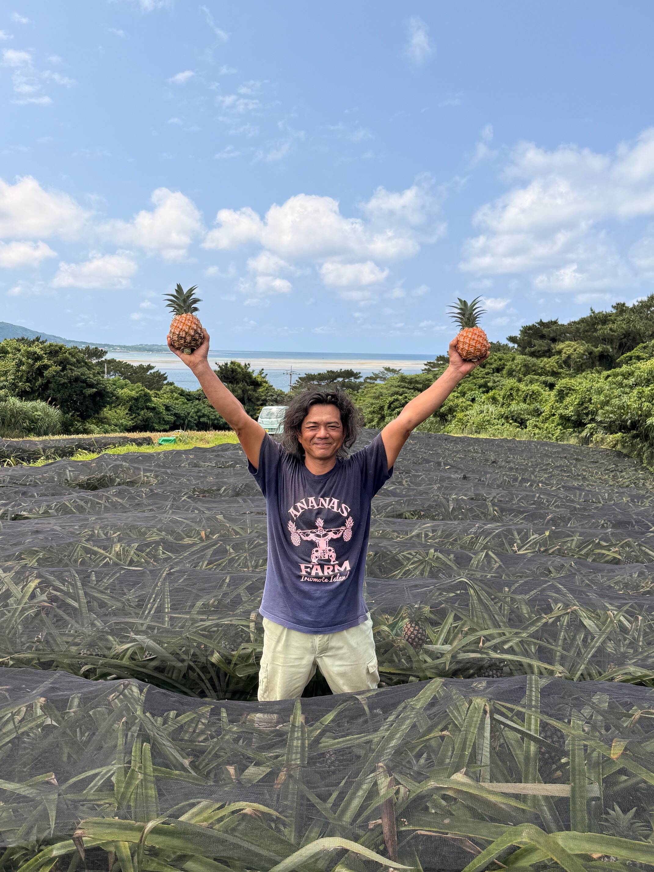 奇跡のオーガニックピーチパイン1.2kg（2個）『沖縄県西表島