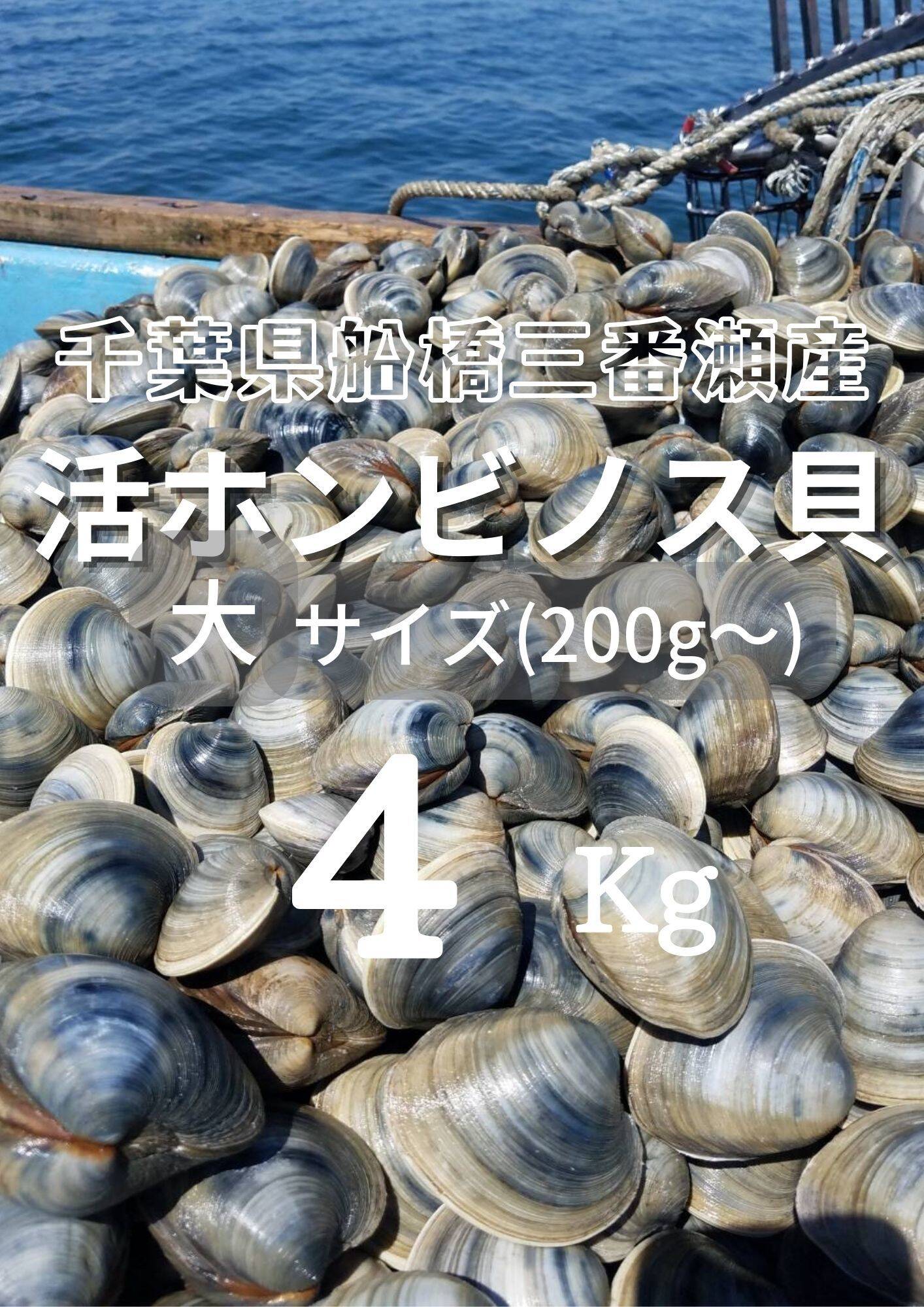 江戸前　活ホンビノス約３kg 千葉産 ほんびのす 貝