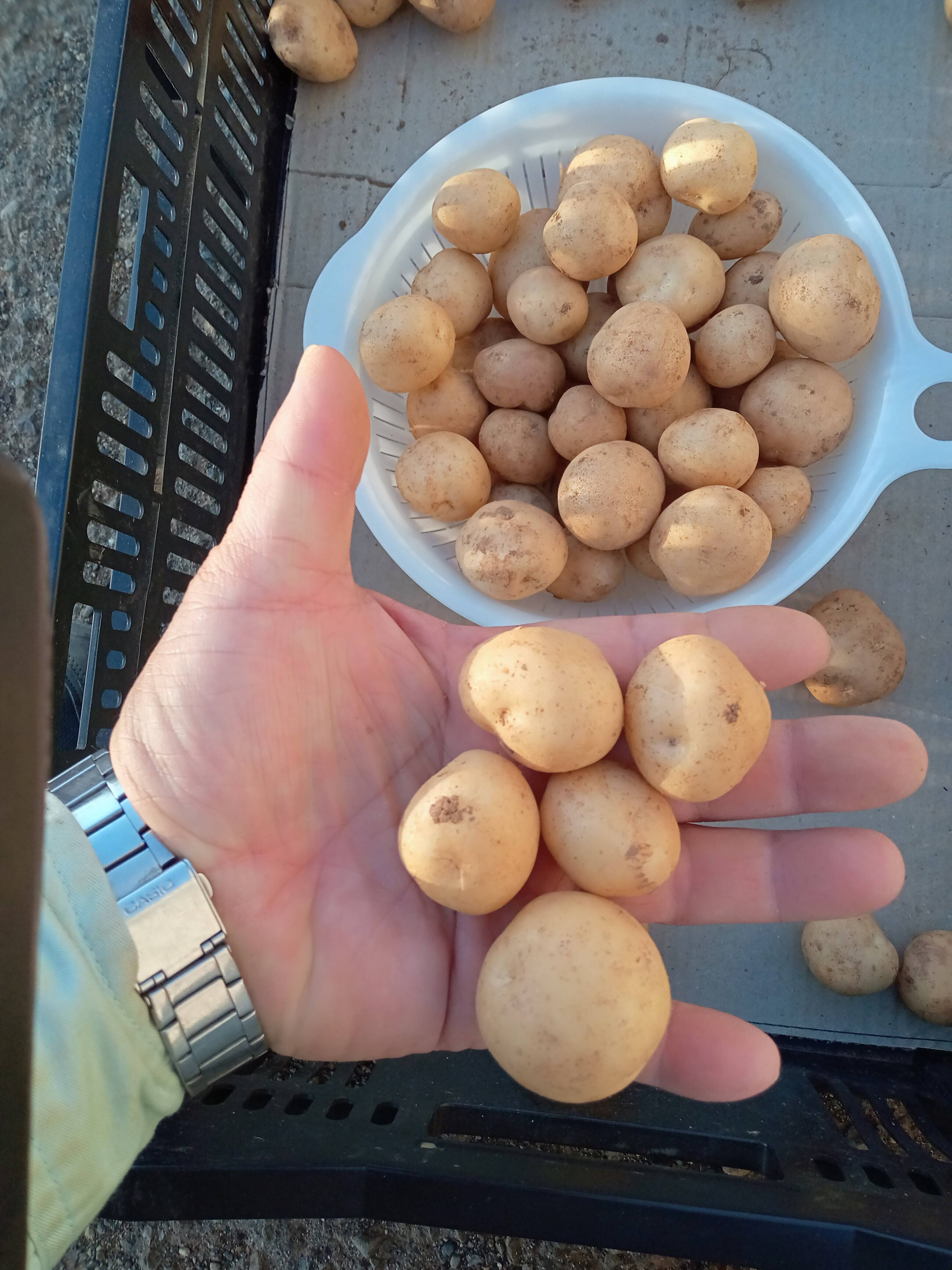 沖永良部島産新じゃがいもミニサイズ 3キロ：鹿児島県産のニシユタカ