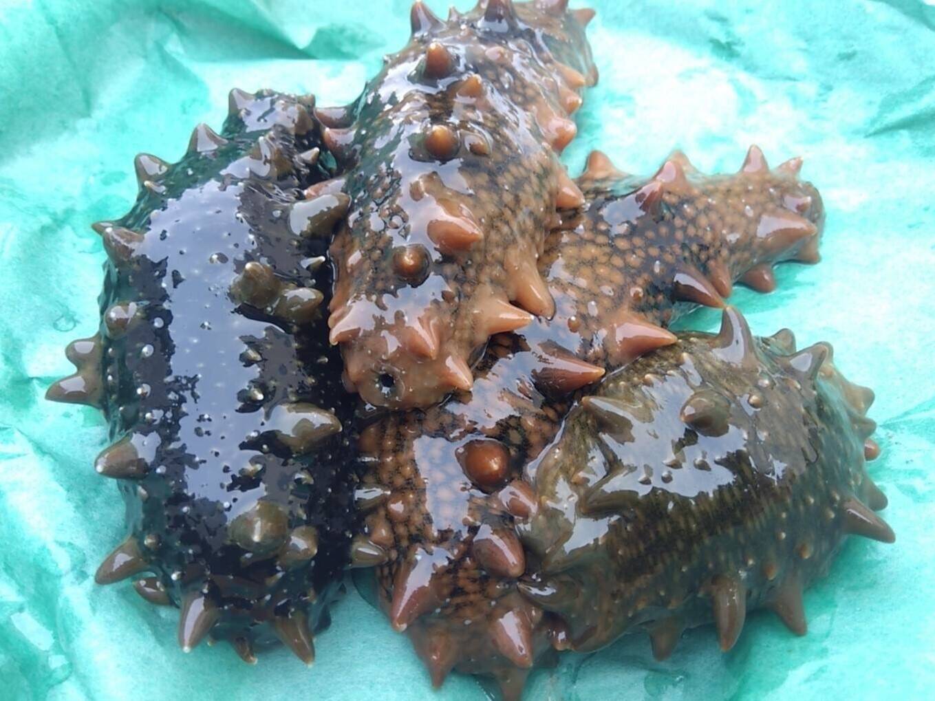 美味！絶妙な食感がたまらない！ナマコ約500g ※1月〜4月まで：青森県 