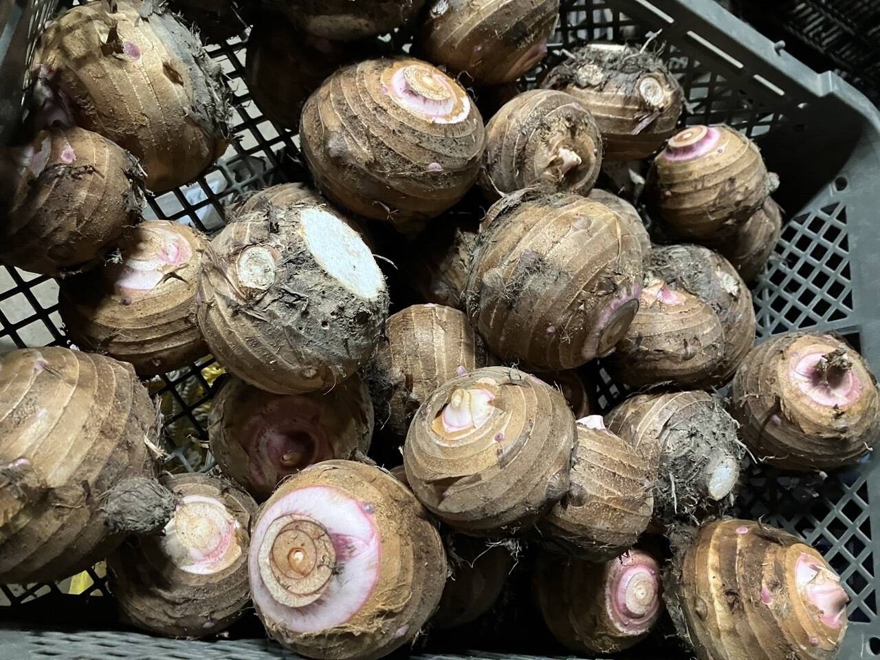 【珍品】 赤芽里芋の親芋 ４kg：鹿児島県産のセレベス｜食べチョク