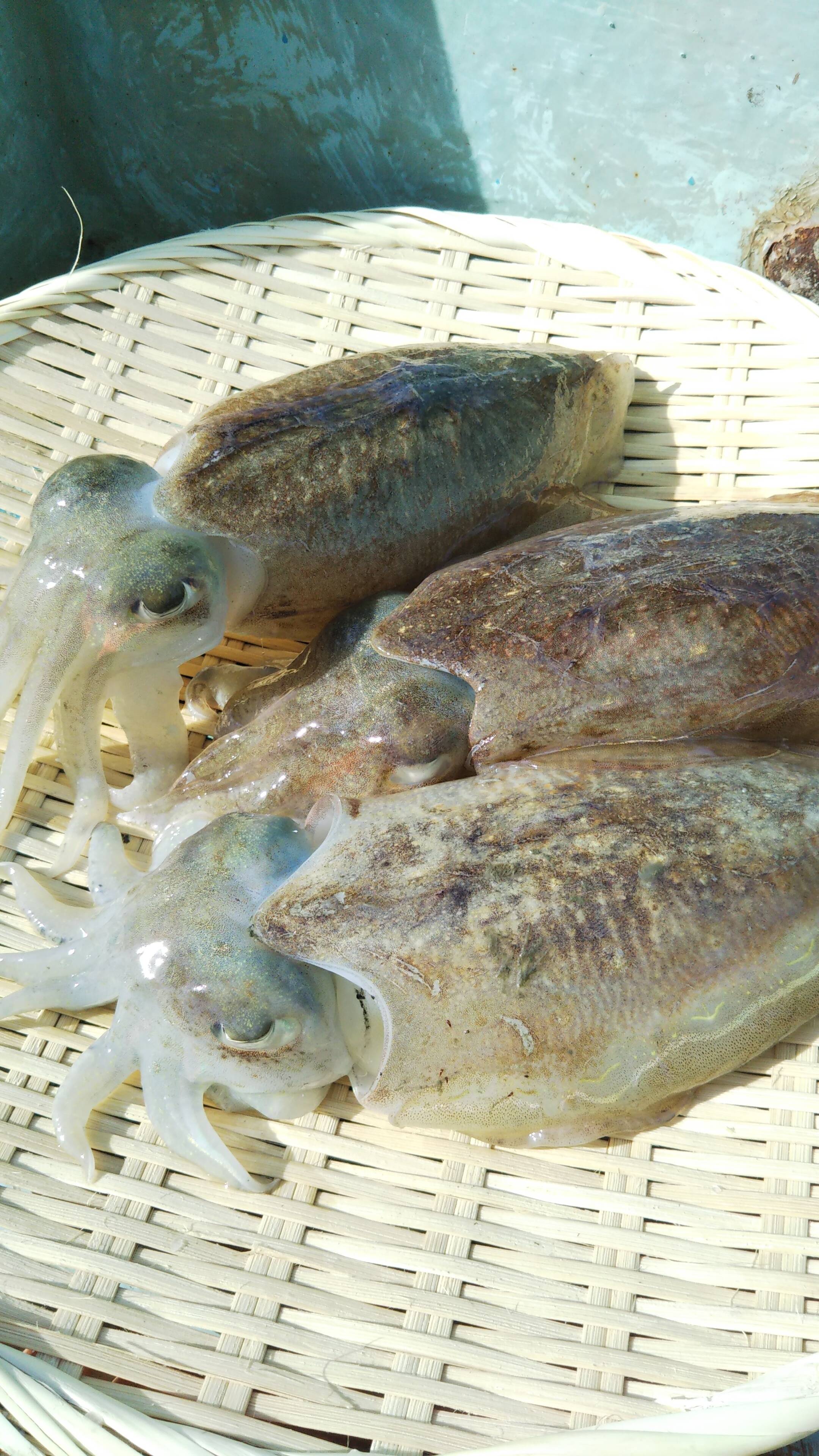 🍴 Eating choku ｜ About XNUMX kg of cuttlefish (cuttlefish) Natural seafood …
