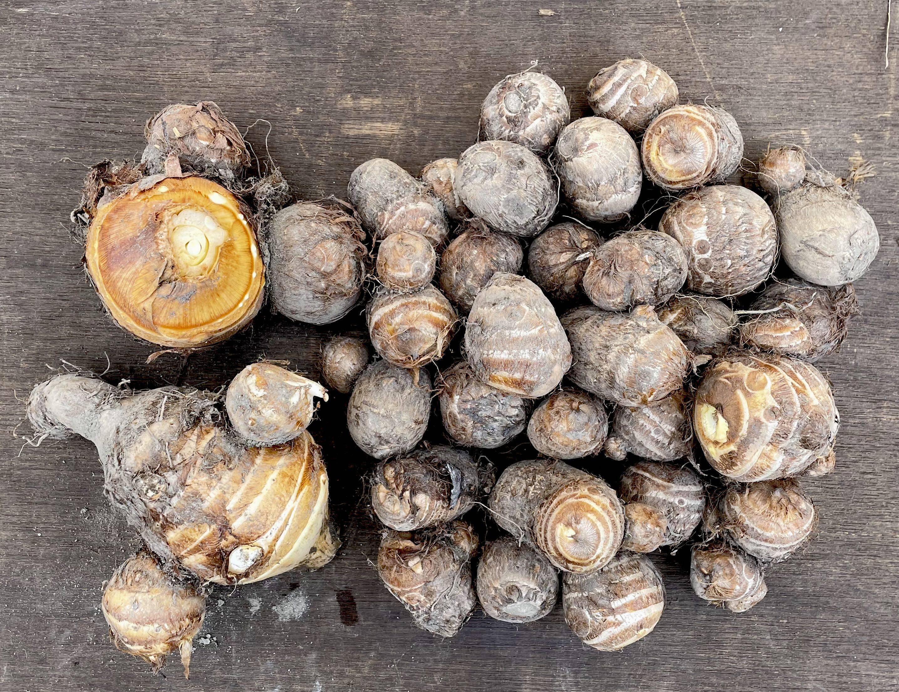 里芋 無農薬 約20キロ 【公式通販】