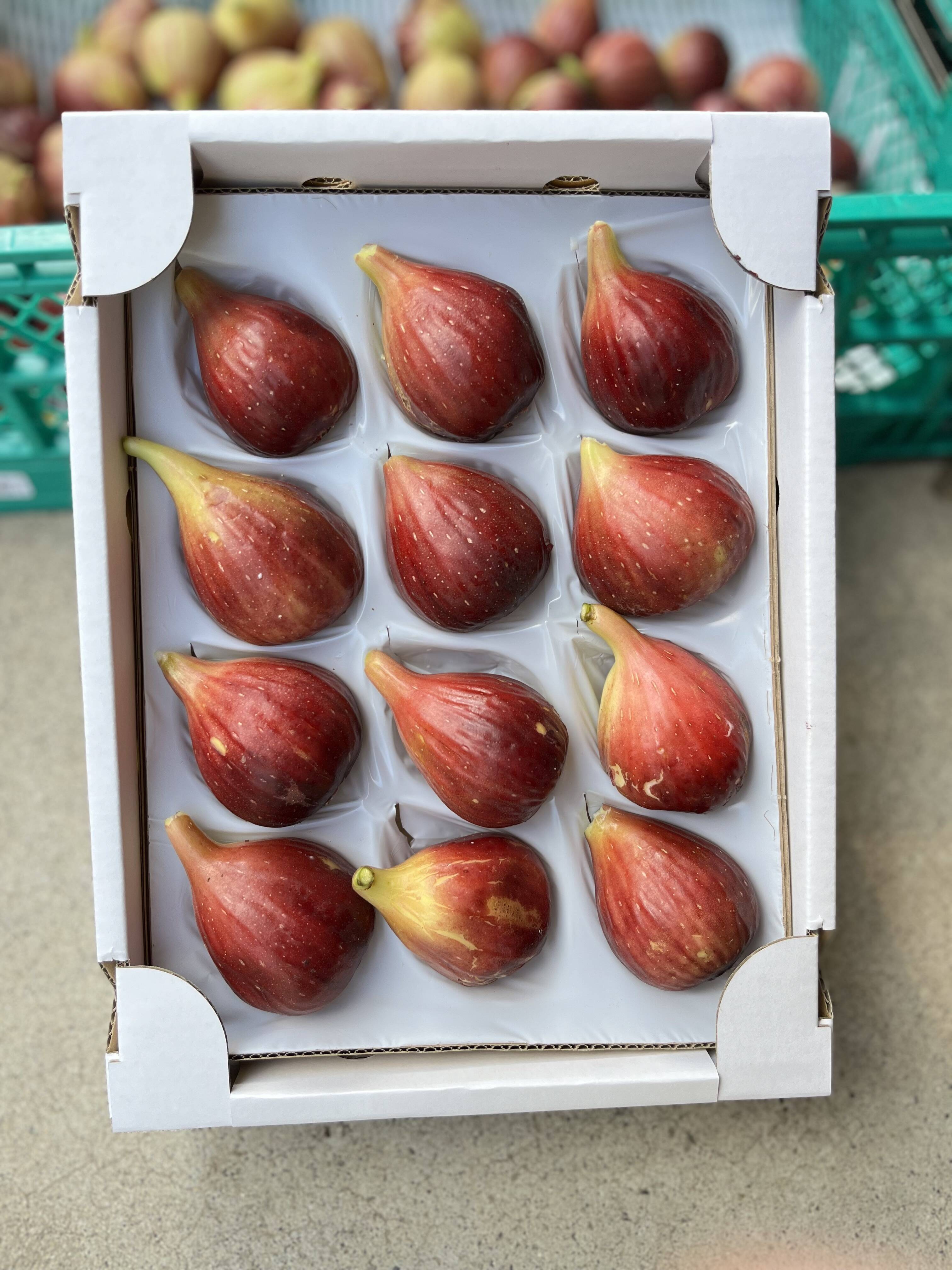 上品な甘みとうまみ！林柿園のいちじく うましずく12個 1.2kg：岐阜県