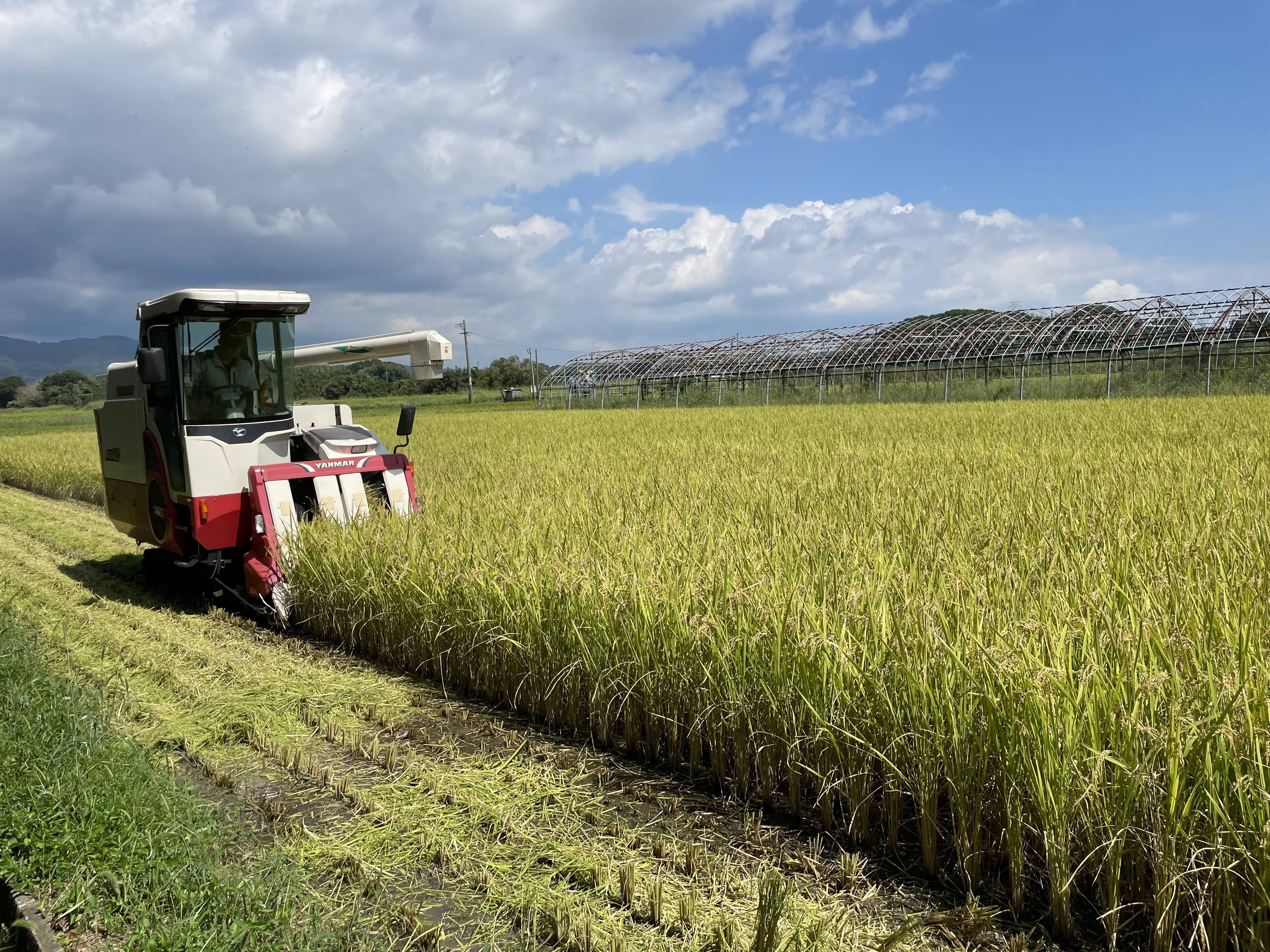 新米収穫🌾🌾✨｜食べチョク｜産地直送(産直)お取り寄せ通販 - 農家