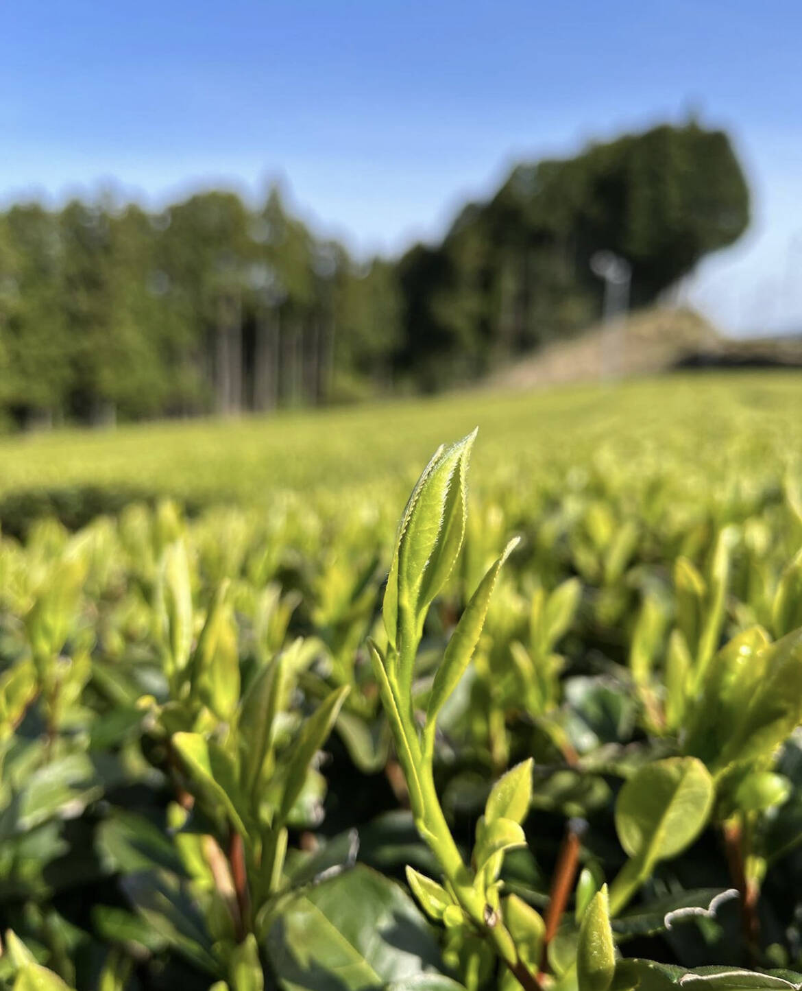 さぁさぁさぁ22新茶だぜ 食べチョク 産地直送 産直 お取り寄せ通販 農家 漁師から旬の食材を直送