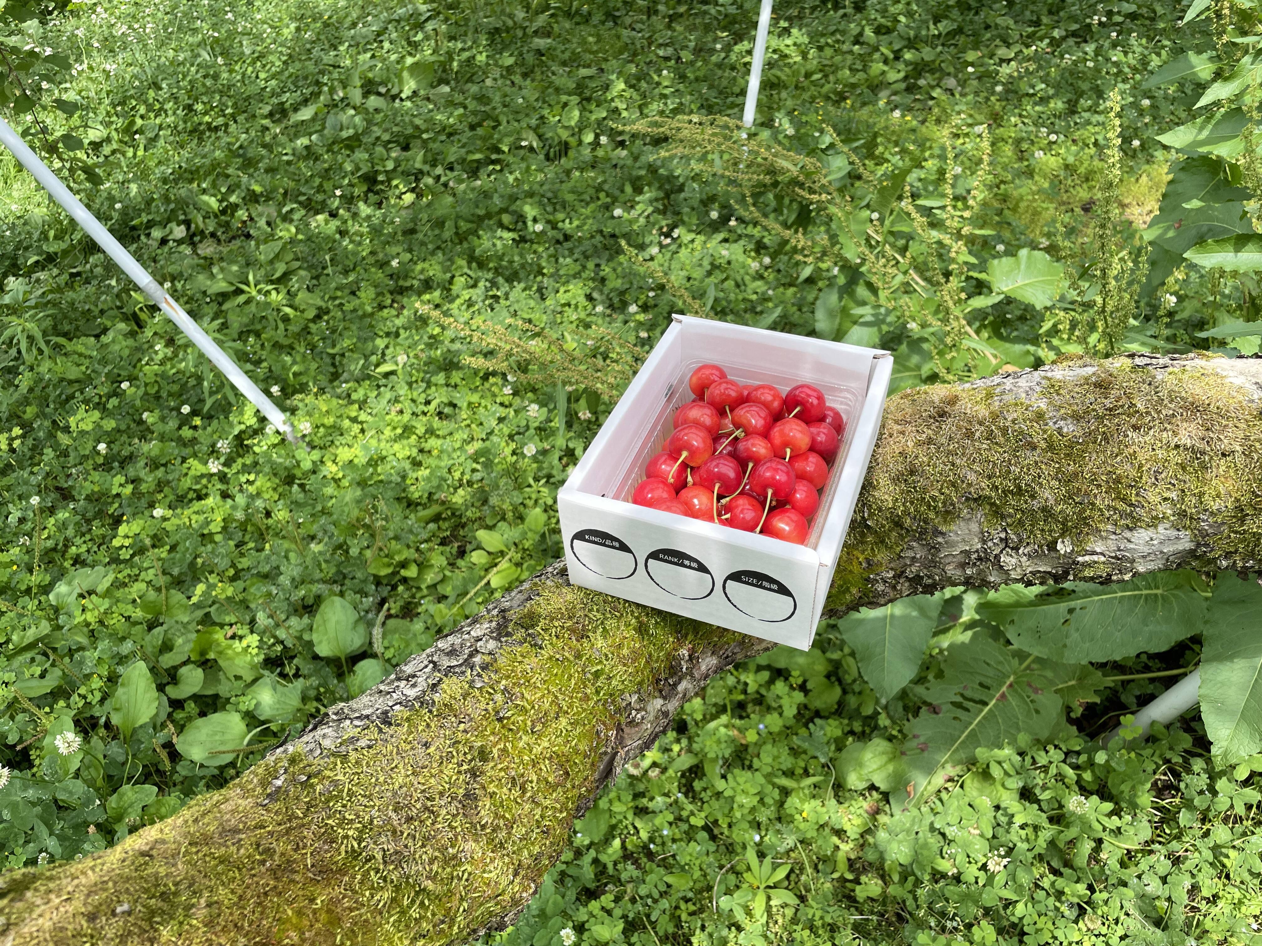 ☆6月中旬頃から☆早朝採れたて発送してます☆ 山形県産