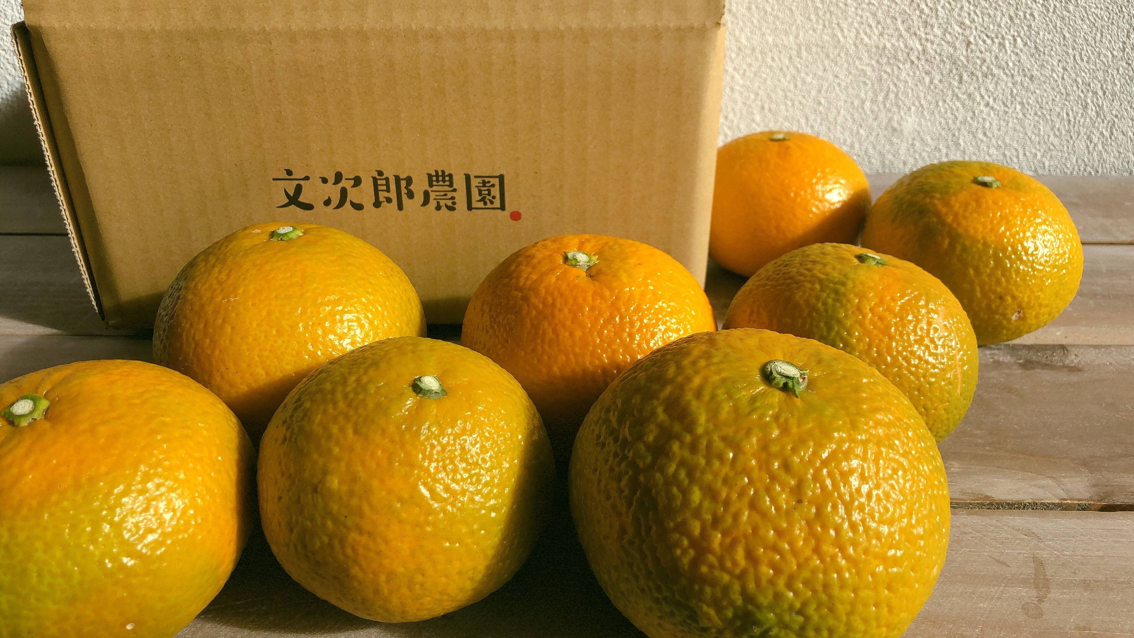 希少品種‼️小豆島産スイートスプリング 5kg：香川県産のみかん